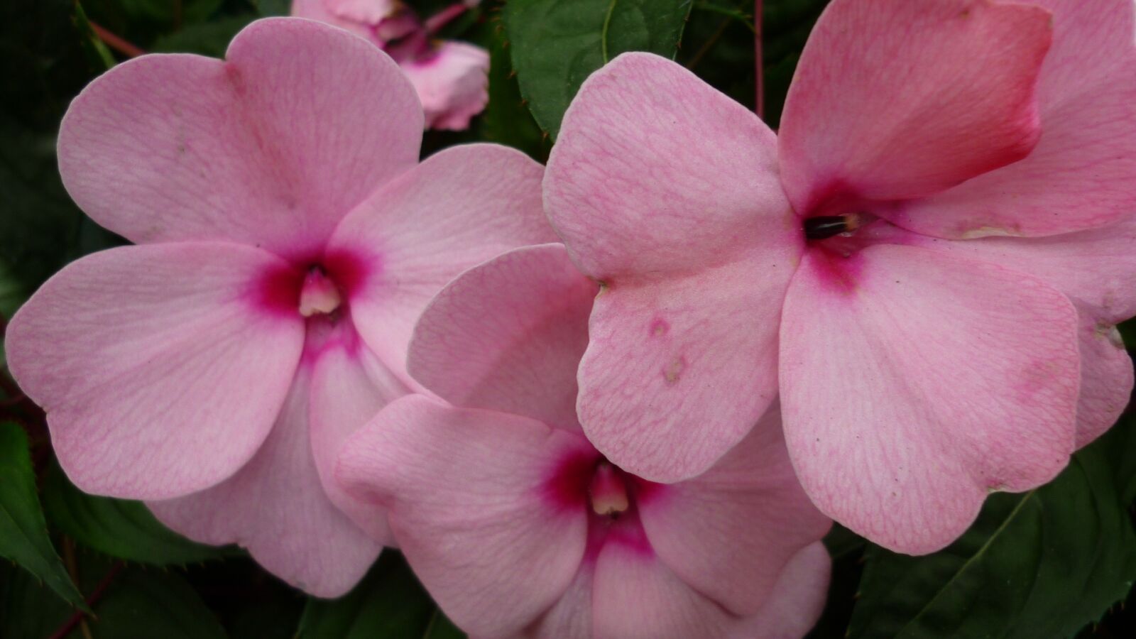 Panasonic Lumix DMC-FS6 sample photo. Phlox, flower, blossom photography