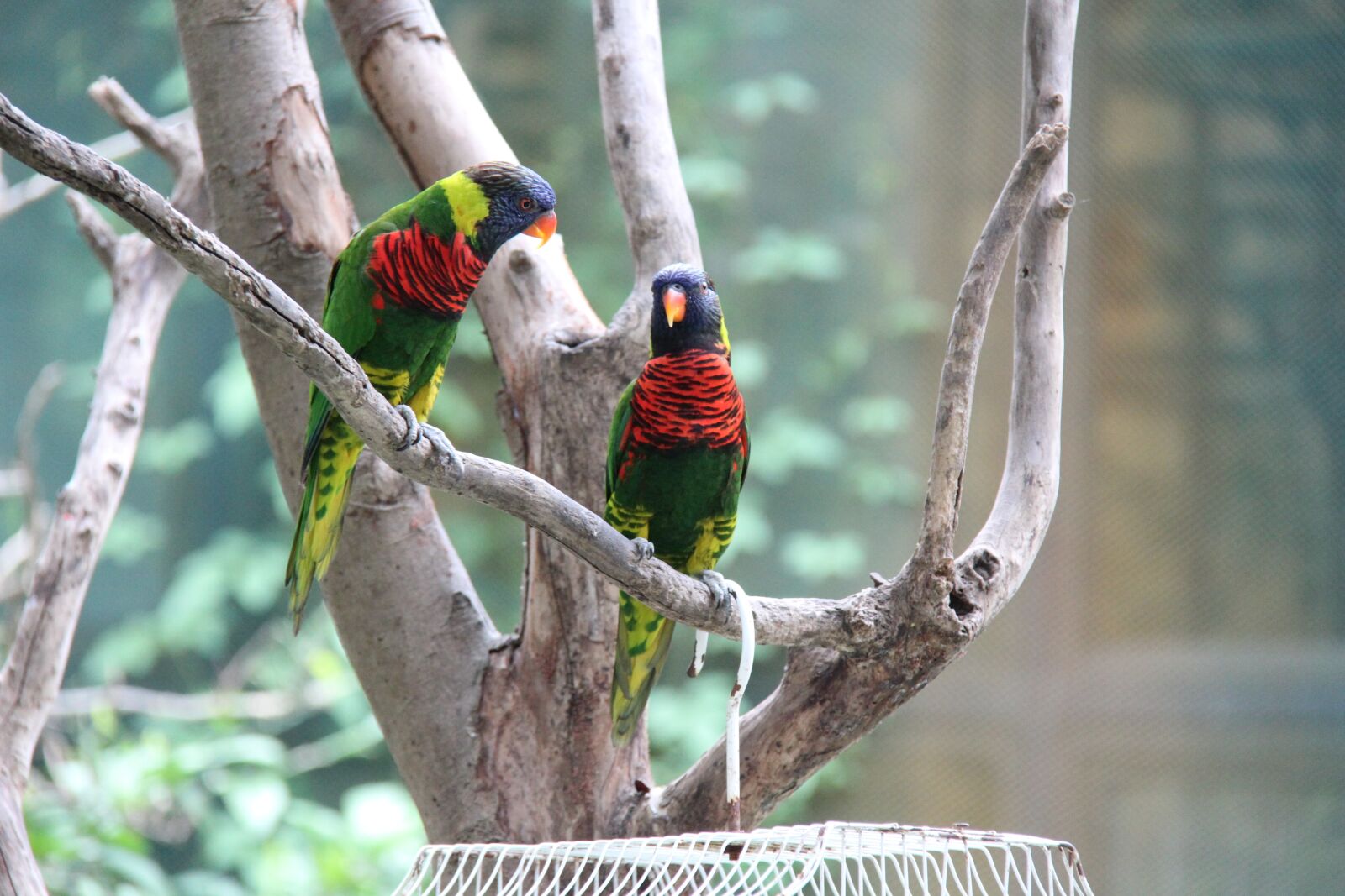 Canon EOS 600D (Rebel EOS T3i / EOS Kiss X5) + Canon EF-S 18-200mm F3.5-5.6 IS sample photo. Parrot, zoo, summer photography