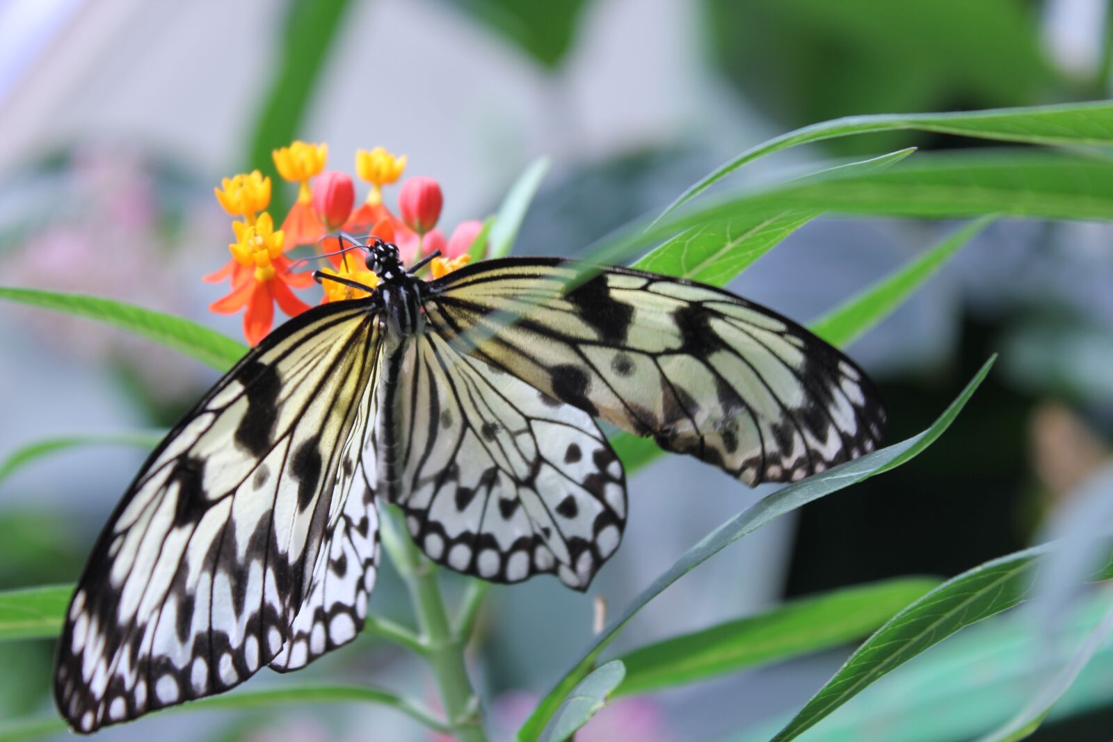 Canon EOS 550D (EOS Rebel T2i / EOS Kiss X4) sample photo. Butterfly, flower, butter fly photography