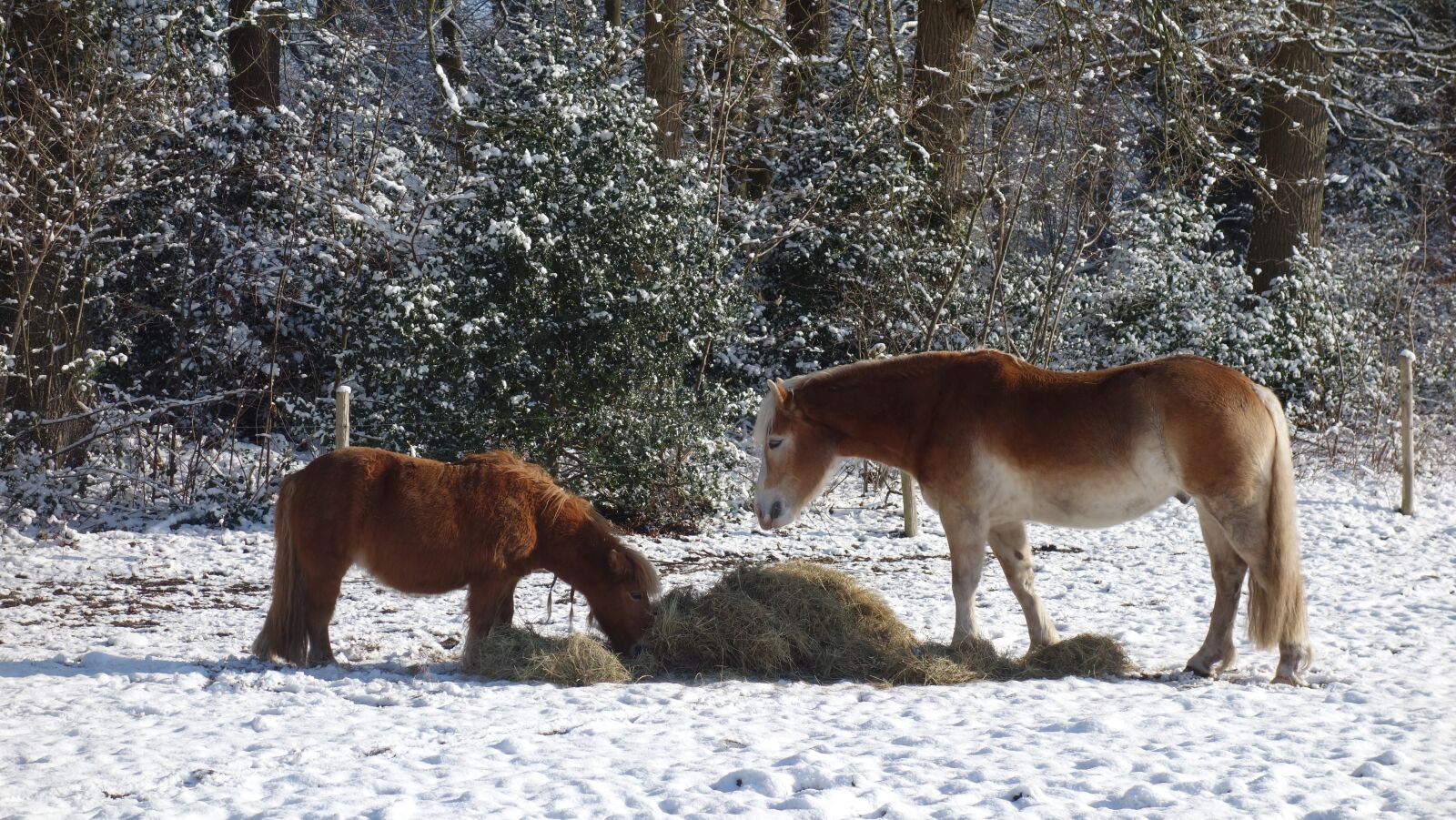 Sony Cyber-shot DSC-RX100 sample photo. Horses, winter, horse photography