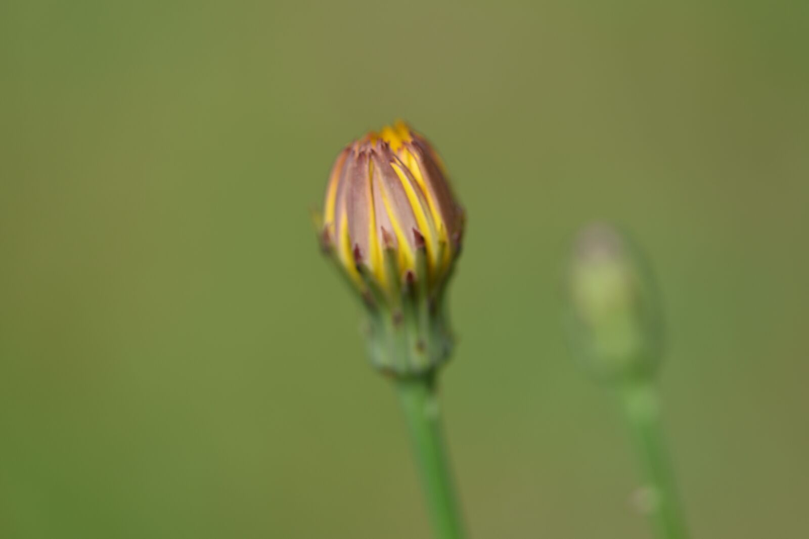 Nikon D750 sample photo. Dandelion, buds, wild photography