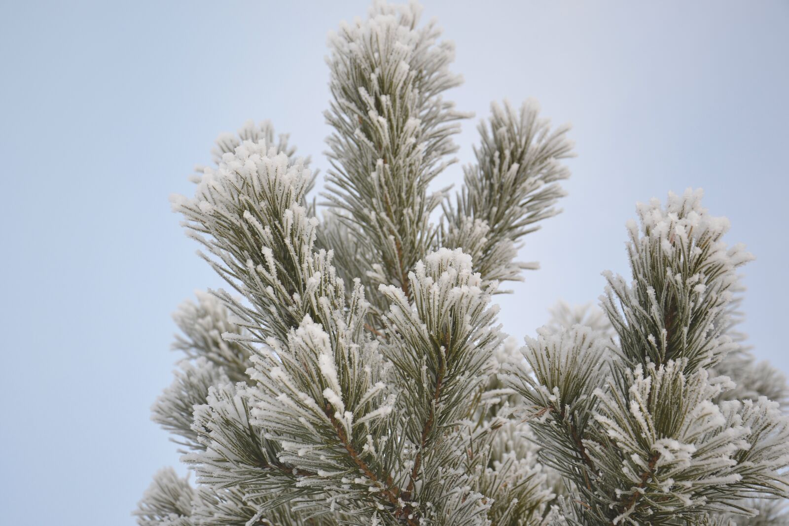 Nikon D3100 sample photo. Pine, winter, snow photography