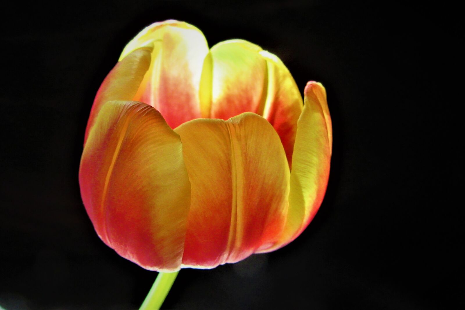 Canon PowerShot SX610 HS sample photo. Tulip, flower, flamed photography