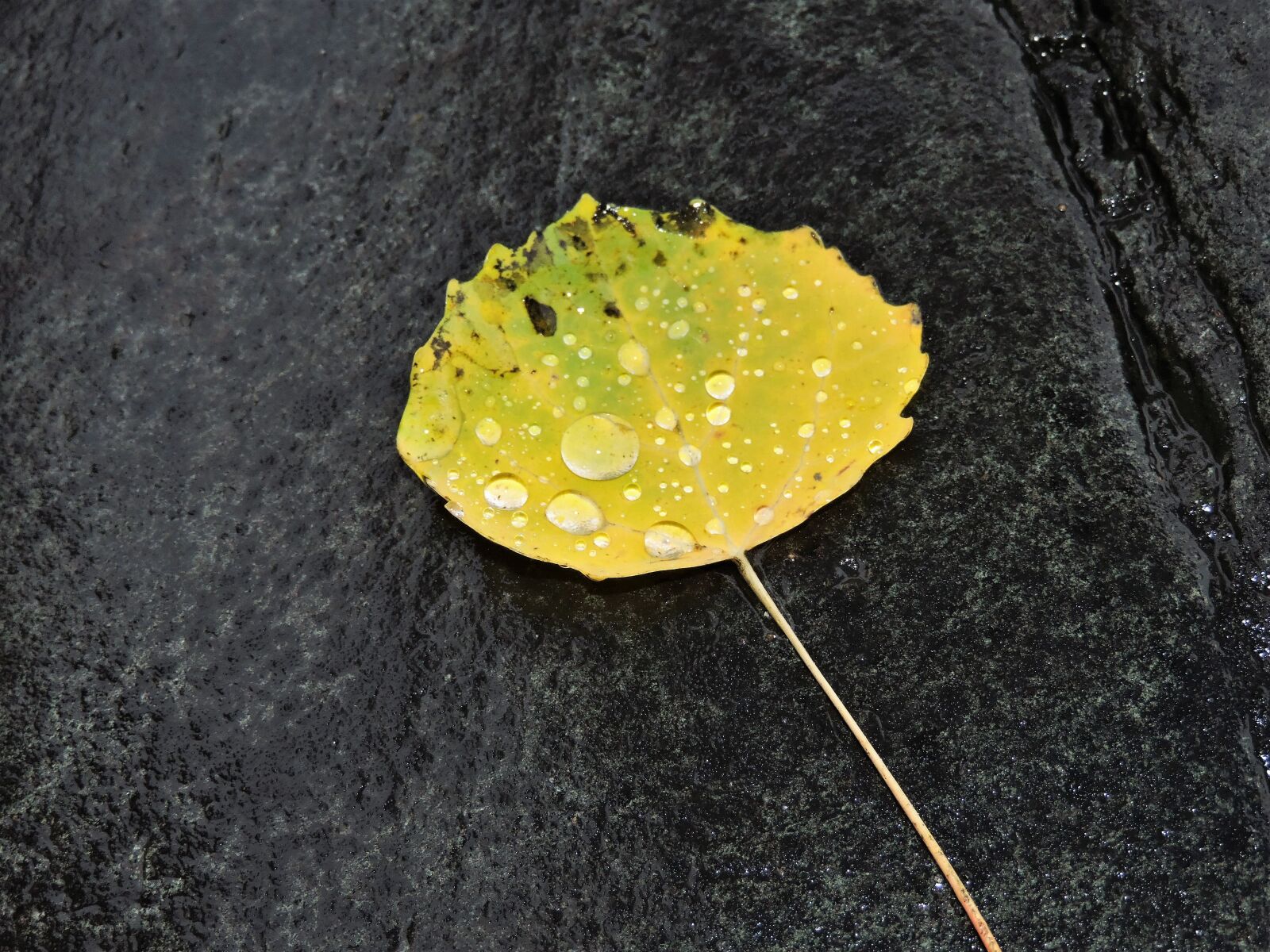 Nikon Coolpix P530 sample photo. Autumn, leaf, stone photography