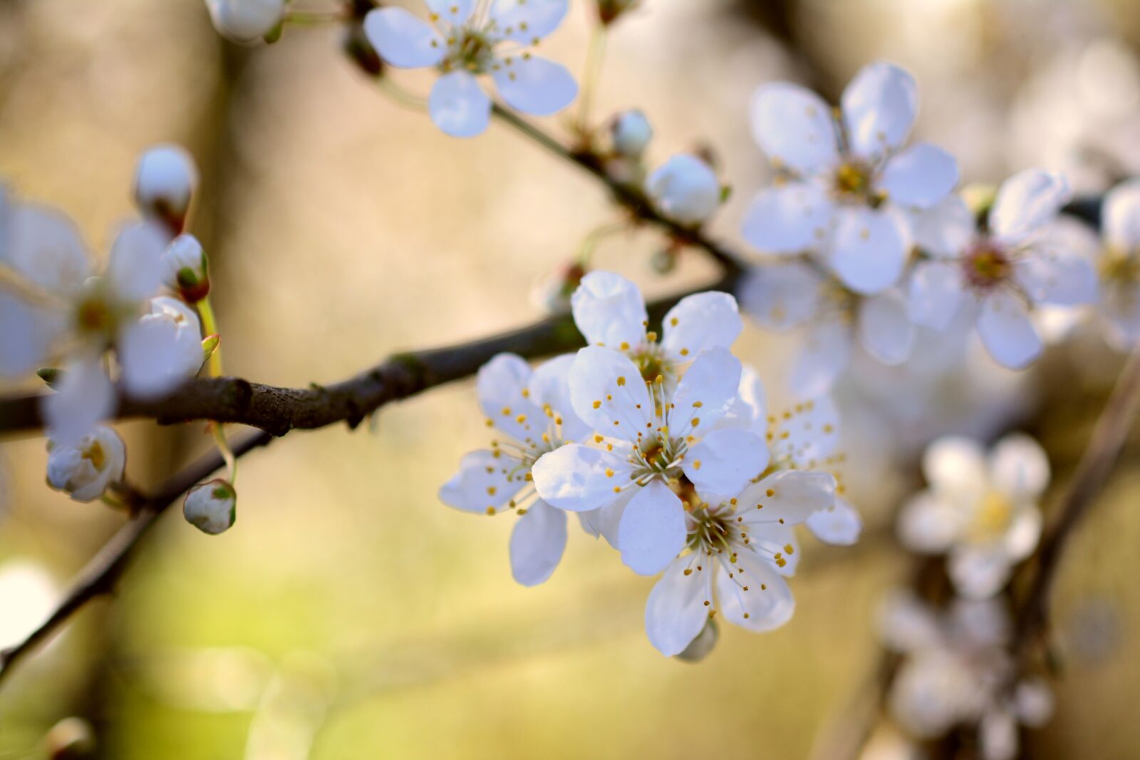 Nikon D5200 sample photo. Cherry plum, tree blossoms photography