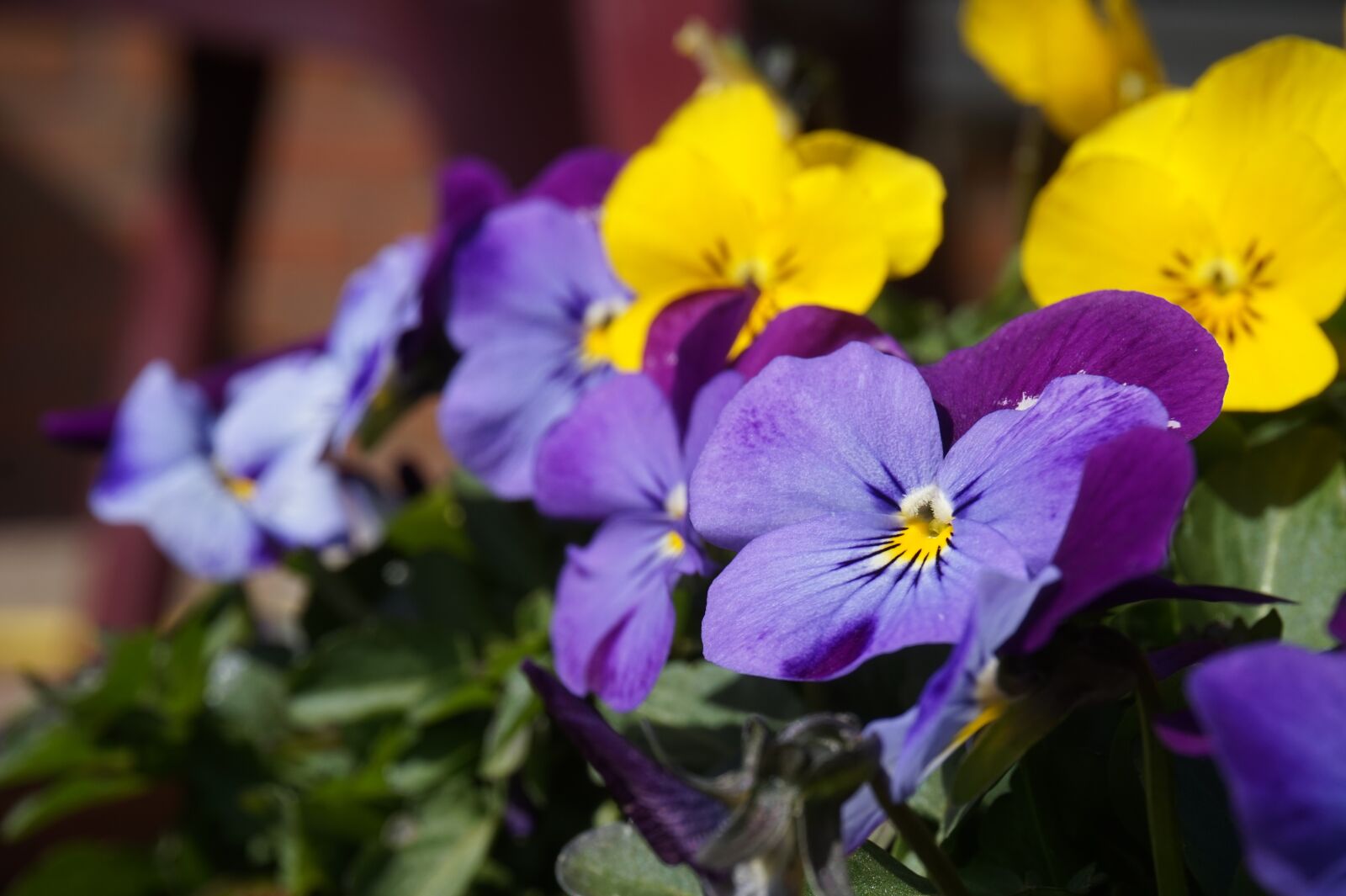 Sony E 16-50mm F3.5-5.6 PZ OSS sample photo. Pansy, flower, spring photography