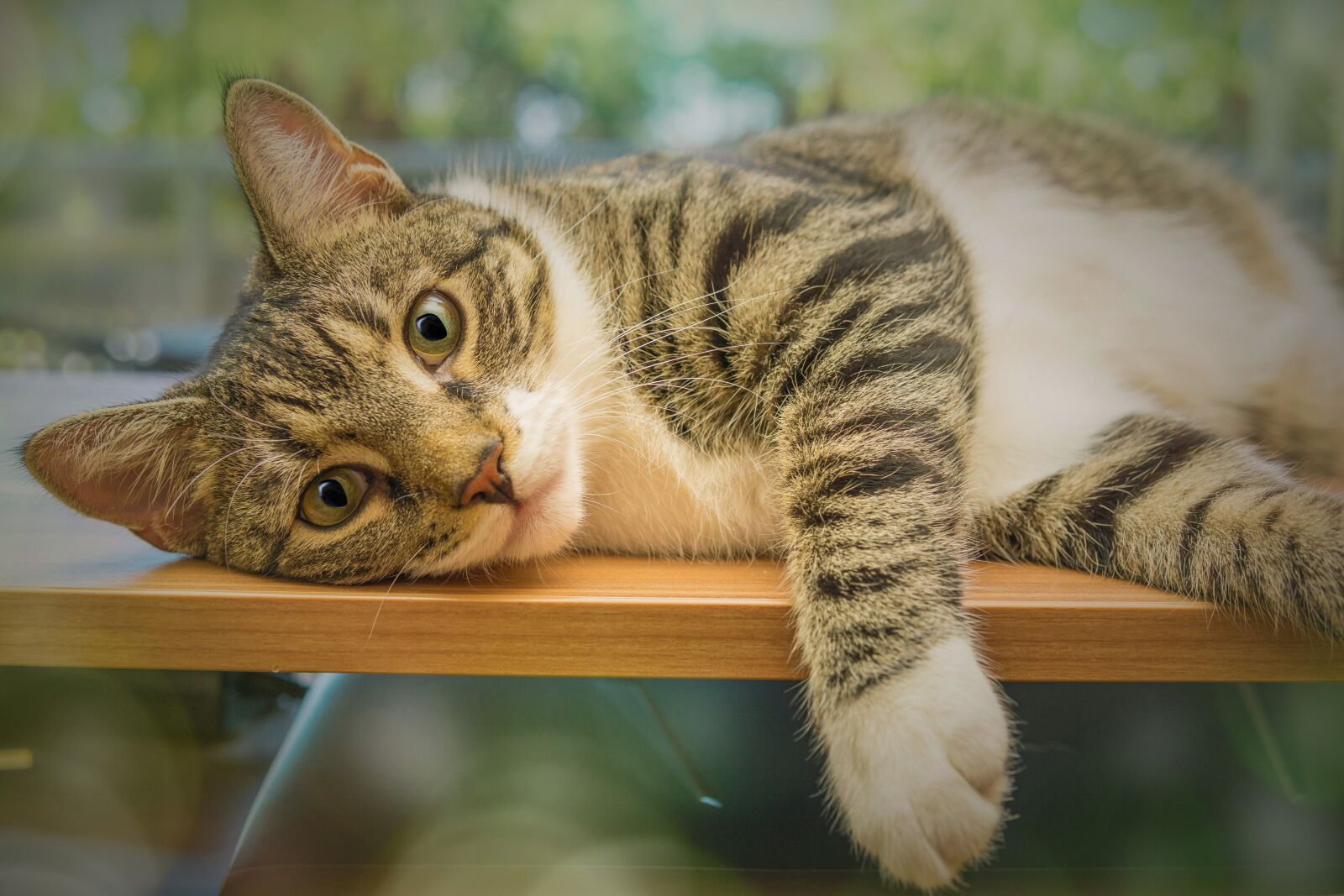 30mm F1.4 DC DN | Contemporary 016 sample photo. Cat, animal, tabby cat photography