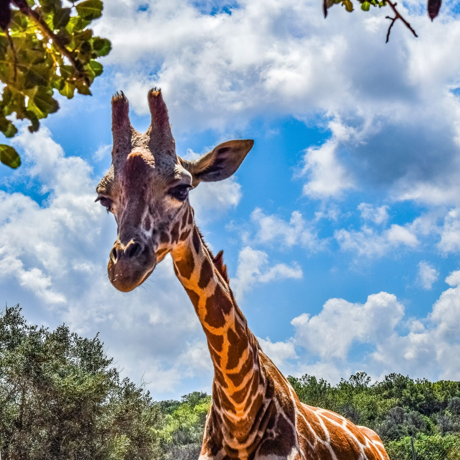 Nikon D3300 sample photo. Giraffe, animal, neck photography