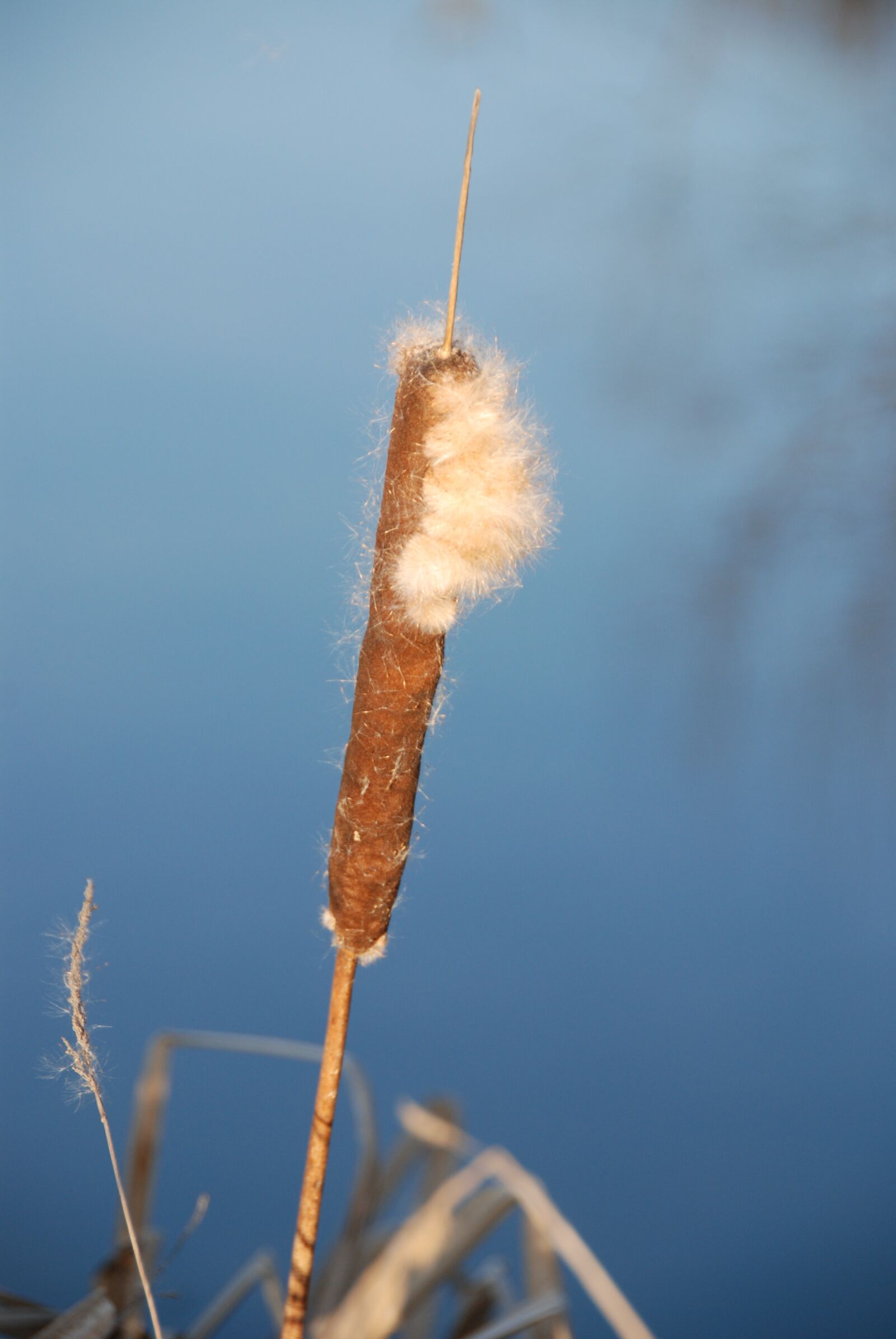 Nikon D80 sample photo. Reed, dry, plant photography