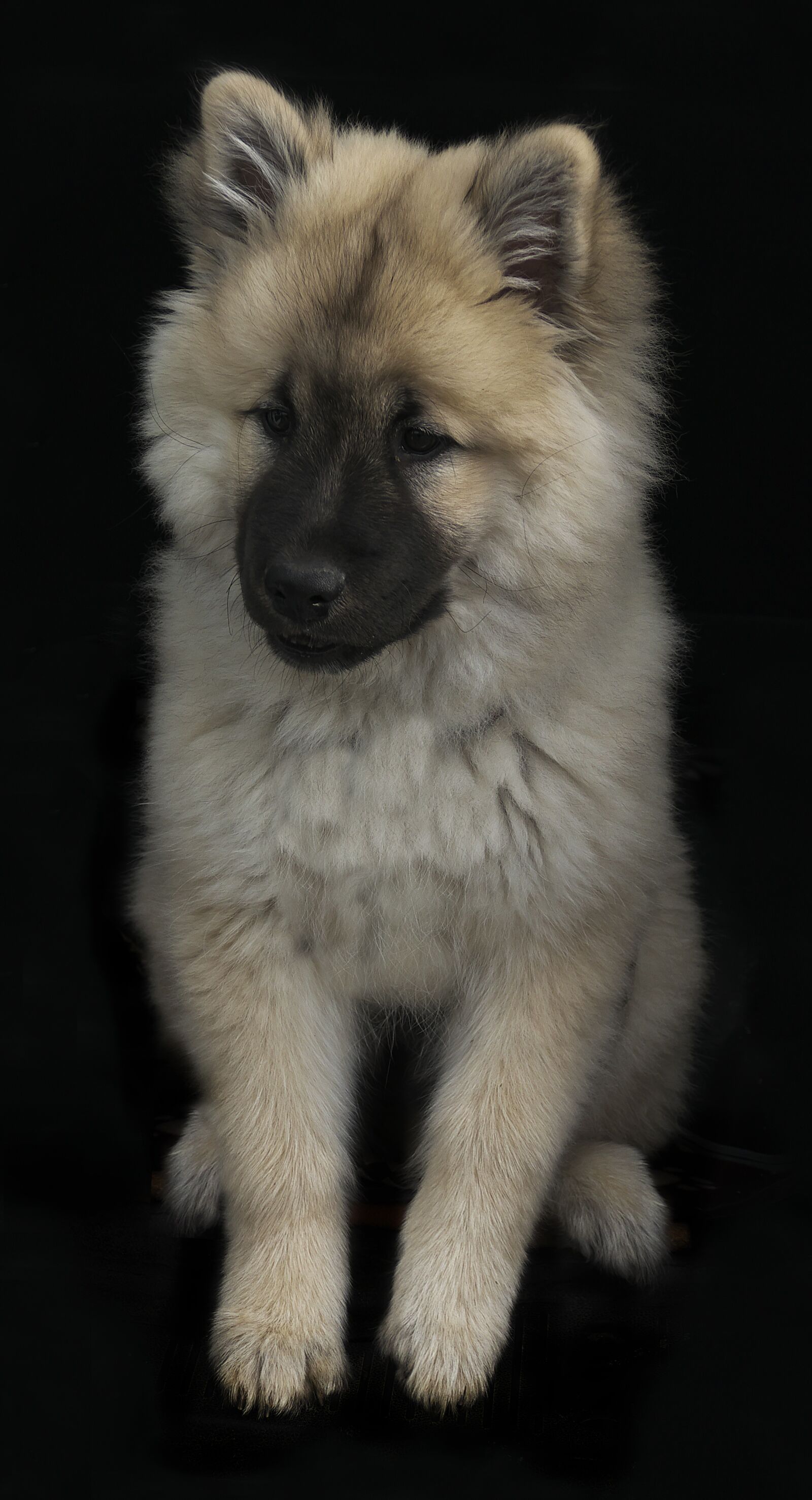 Panasonic Lumix DMC-FZ1000 sample photo. Dog, puppy, eurasians photography