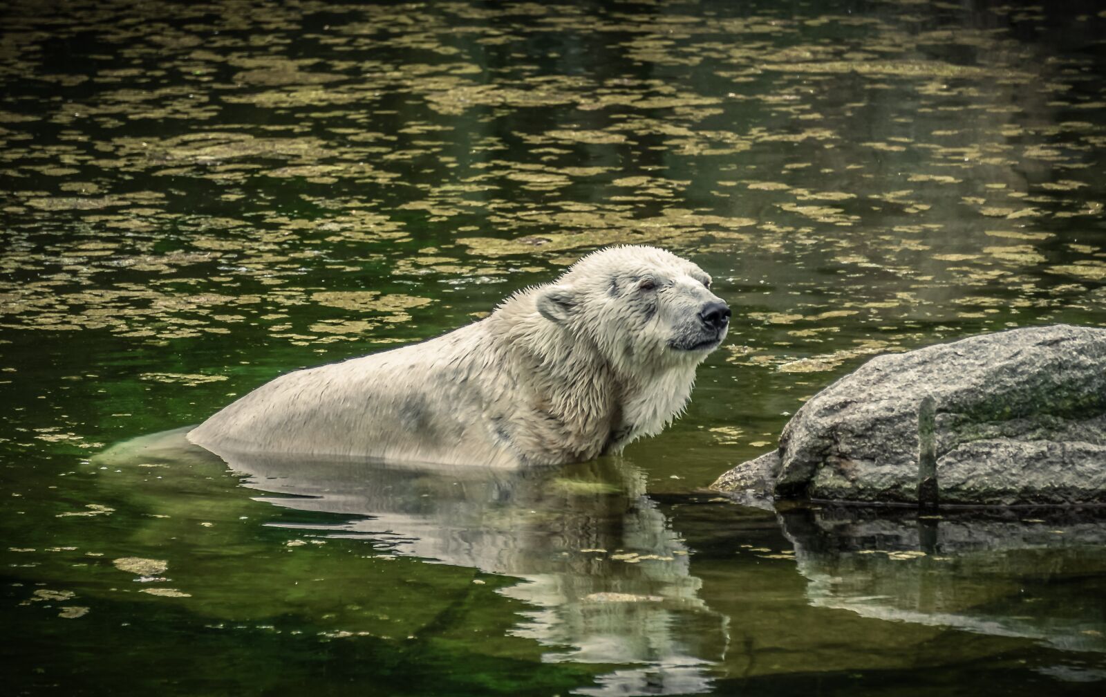 Sony E 55-210mm F4.5-6.3 OSS sample photo. Polar bear, water, predator photography