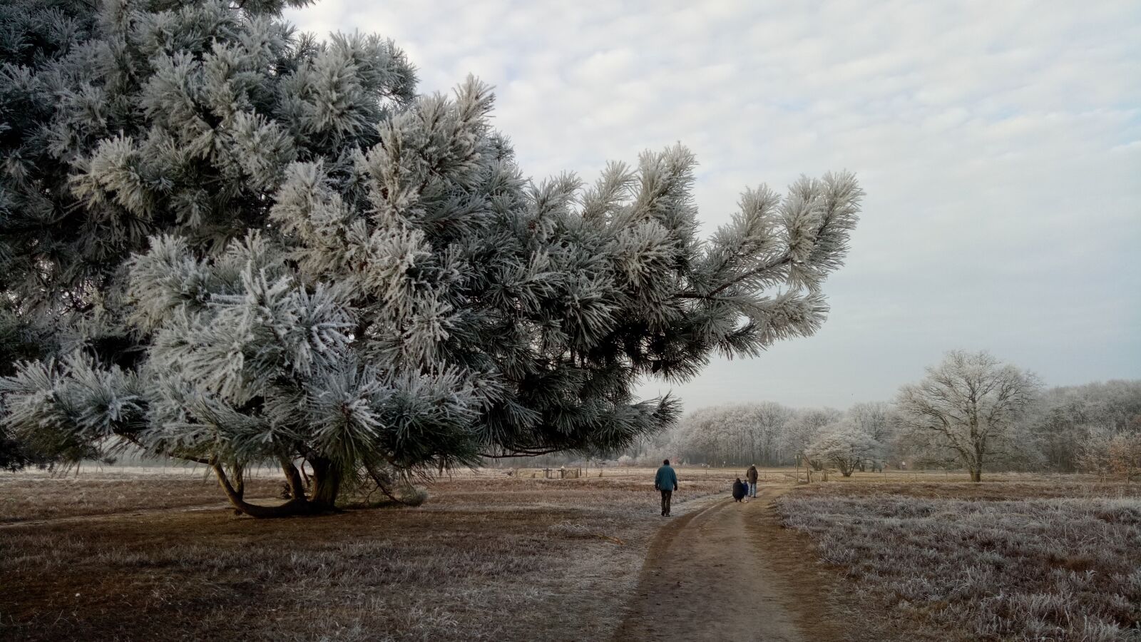 OPPO A1601 sample photo. Winter, landscape, ripe photography