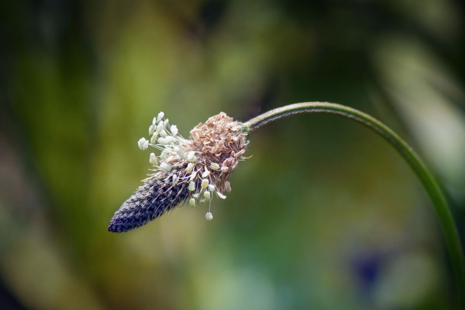 Canon EF-S 55-250mm F4-5.6 IS sample photo. Ribwort-plantain, wildflower, flora photography