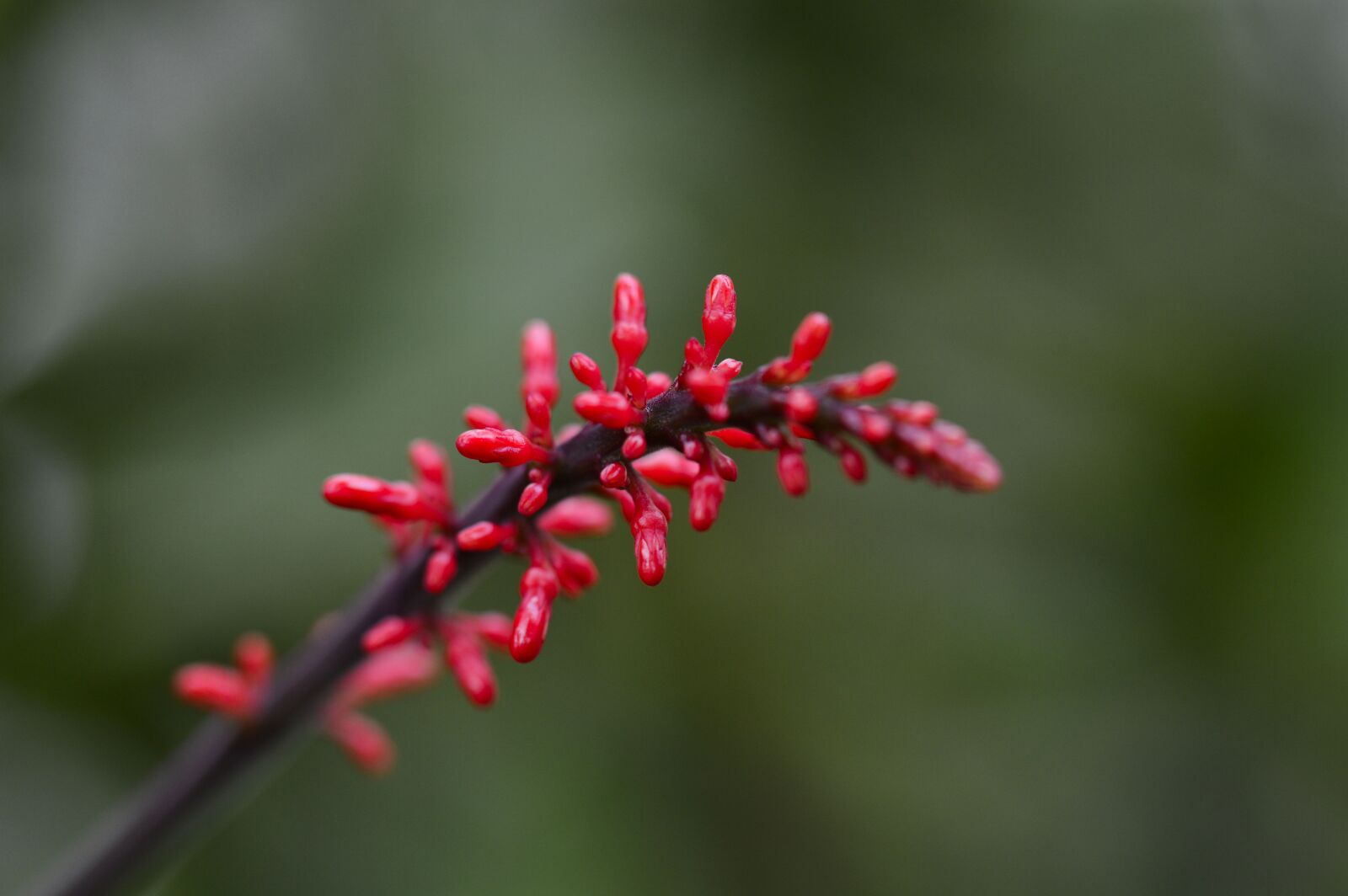 Nikon D3200 sample photo. Costa rica, plant, flower photography