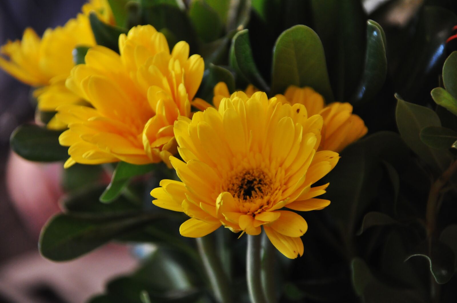 Nikon D90 sample photo. Flower, blossom, nature photography
