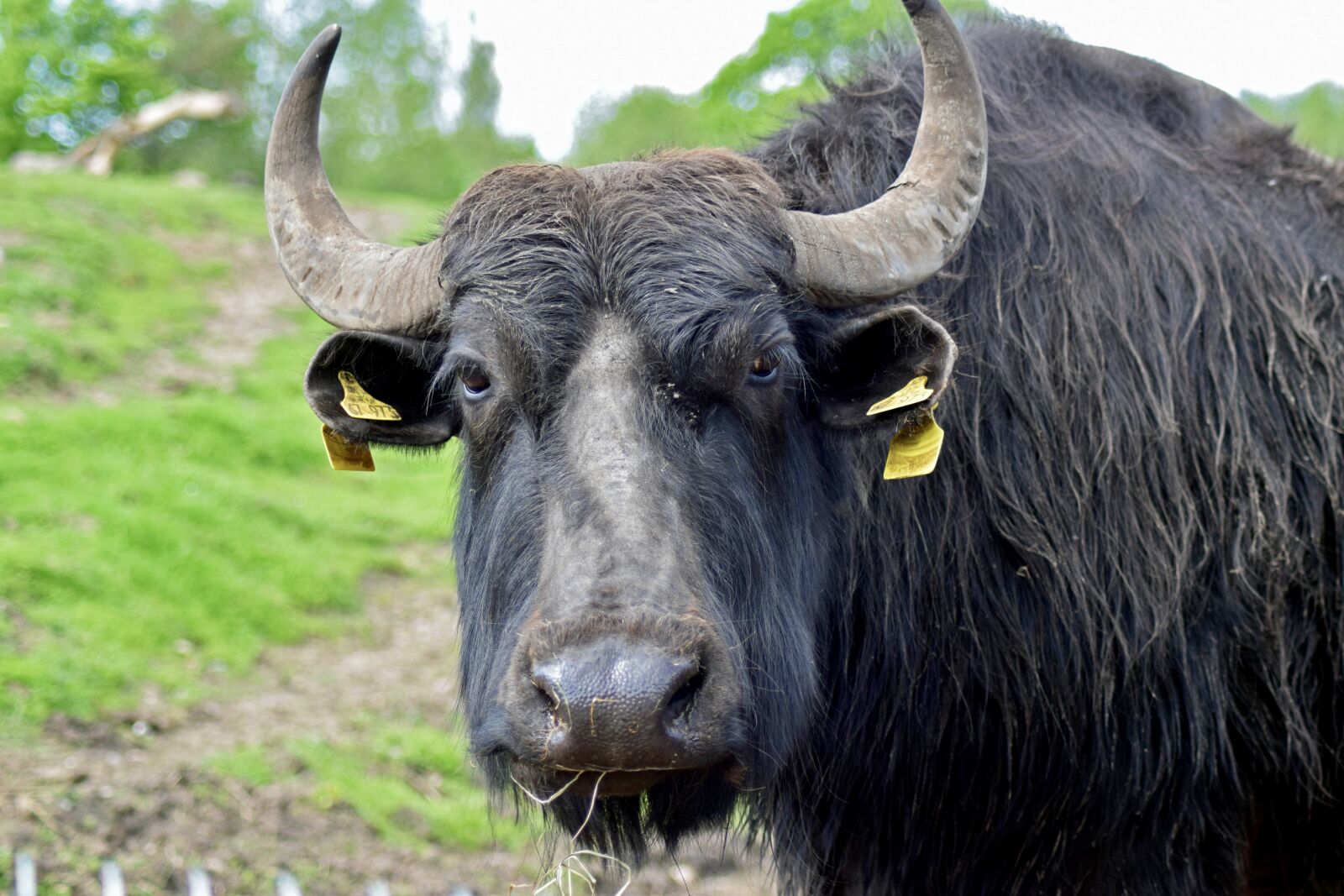 Nikon D3300 sample photo. Water buffalo, livestock, close photography