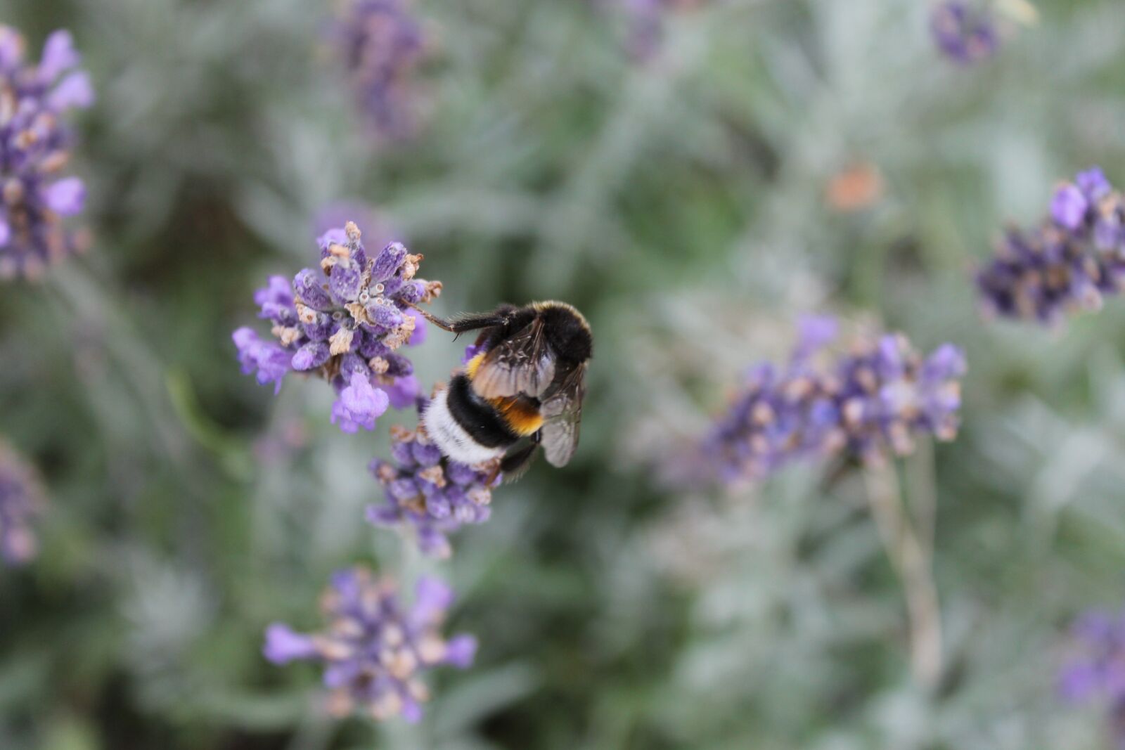 Canon EOS 1100D (EOS Rebel T3 / EOS Kiss X50) sample photo. Hummel, close up, collect photography