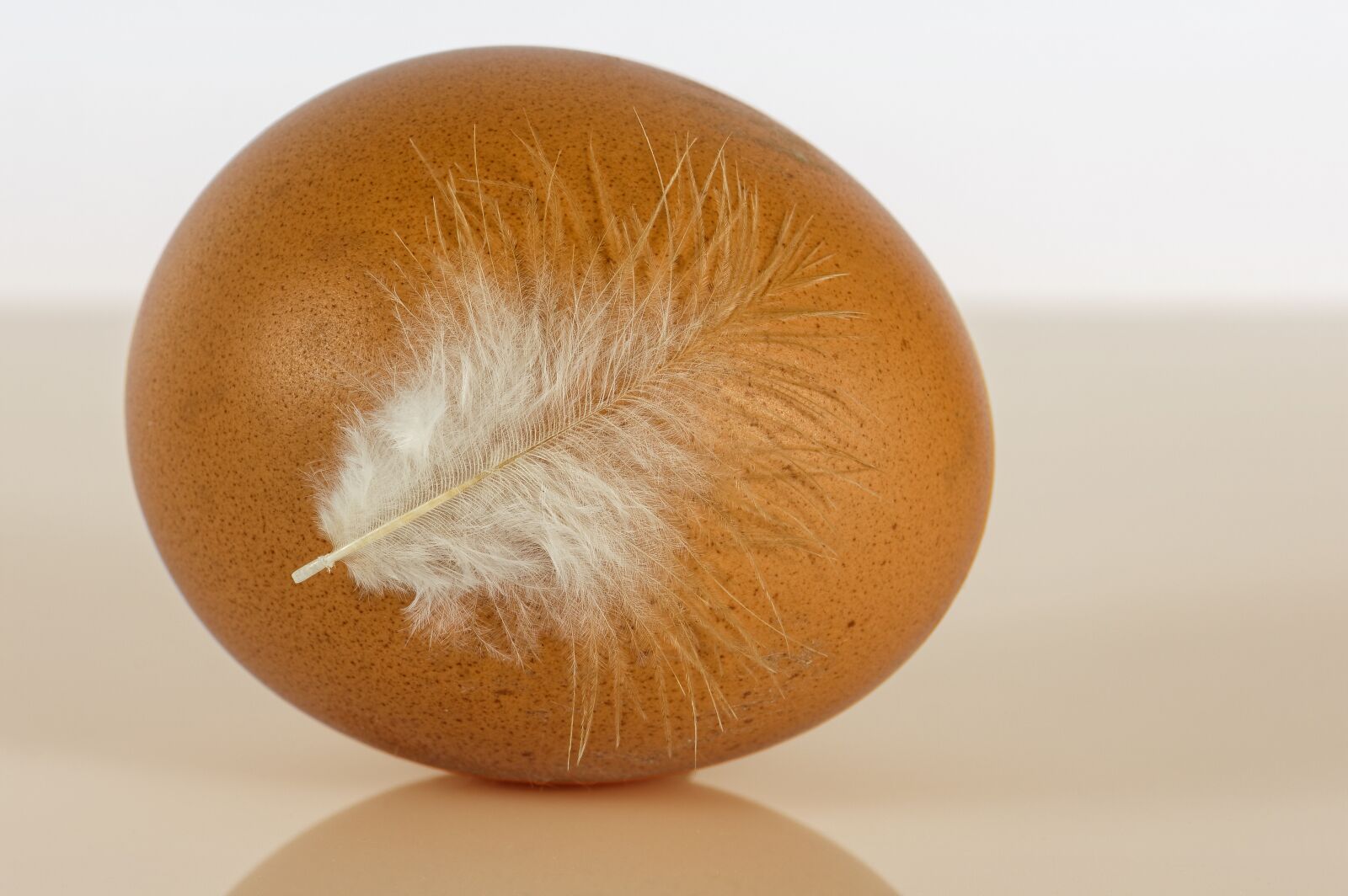 Nikon D7200 sample photo. Egg, feather, bio photography