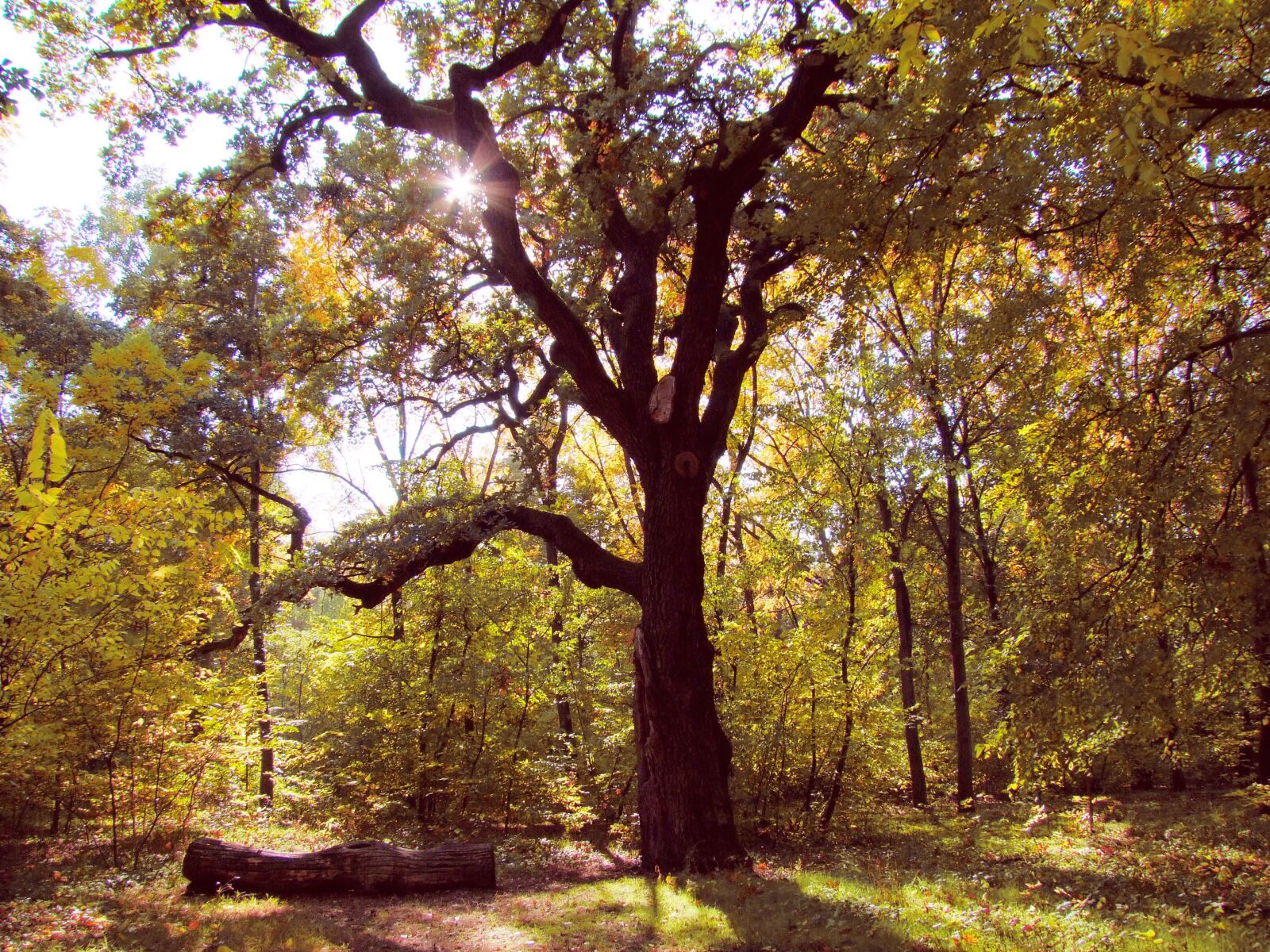 Fujifilm FinePix S100fs sample photo. Autumn forest, wood, fall photography