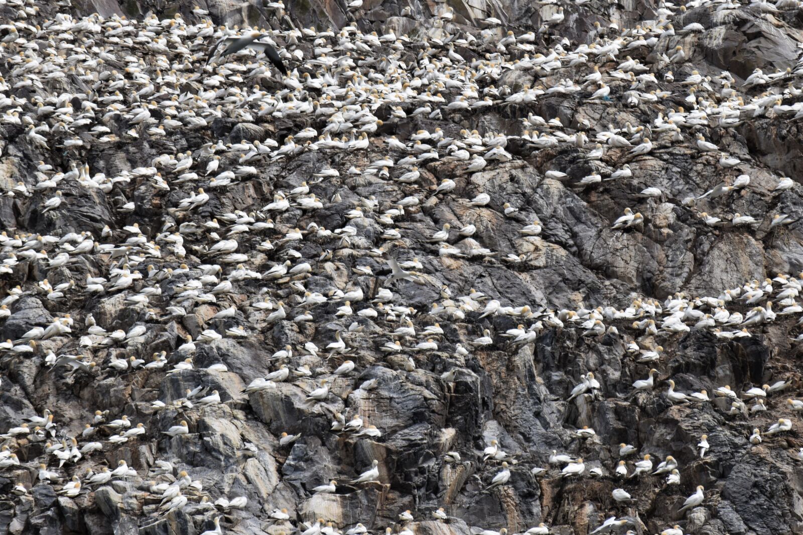 Nikon D3300 sample photo. Bass rock, gannets, seabird photography