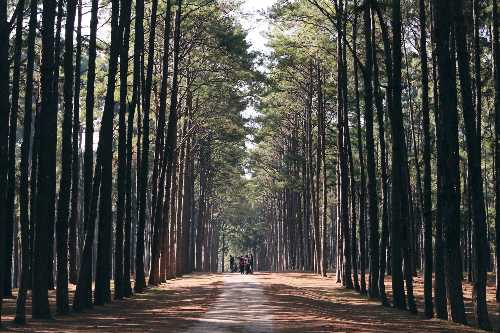 Canon EOS 650D (EOS Rebel T4i / EOS Kiss X6i) sample photo. Nature, forest, woods photography