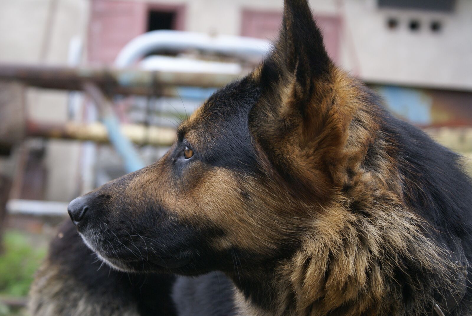 Sony Alpha DSLR-A100 sample photo. Dog, look, sheep-dog photography