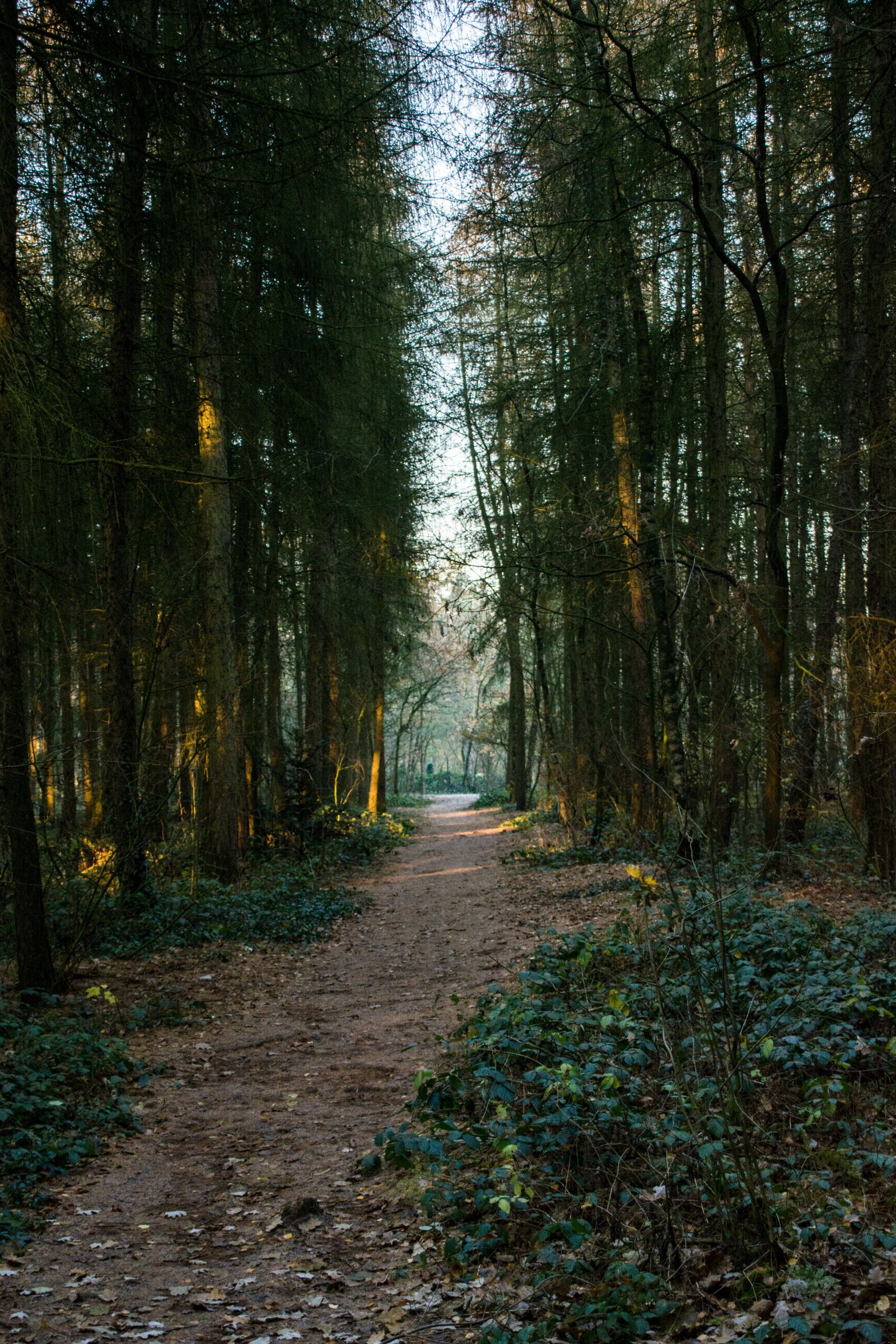 Nikon D5200 + Tamron 18-200mm F3.5-6.3 Di II VC sample photo. Forest, woods, path photography
