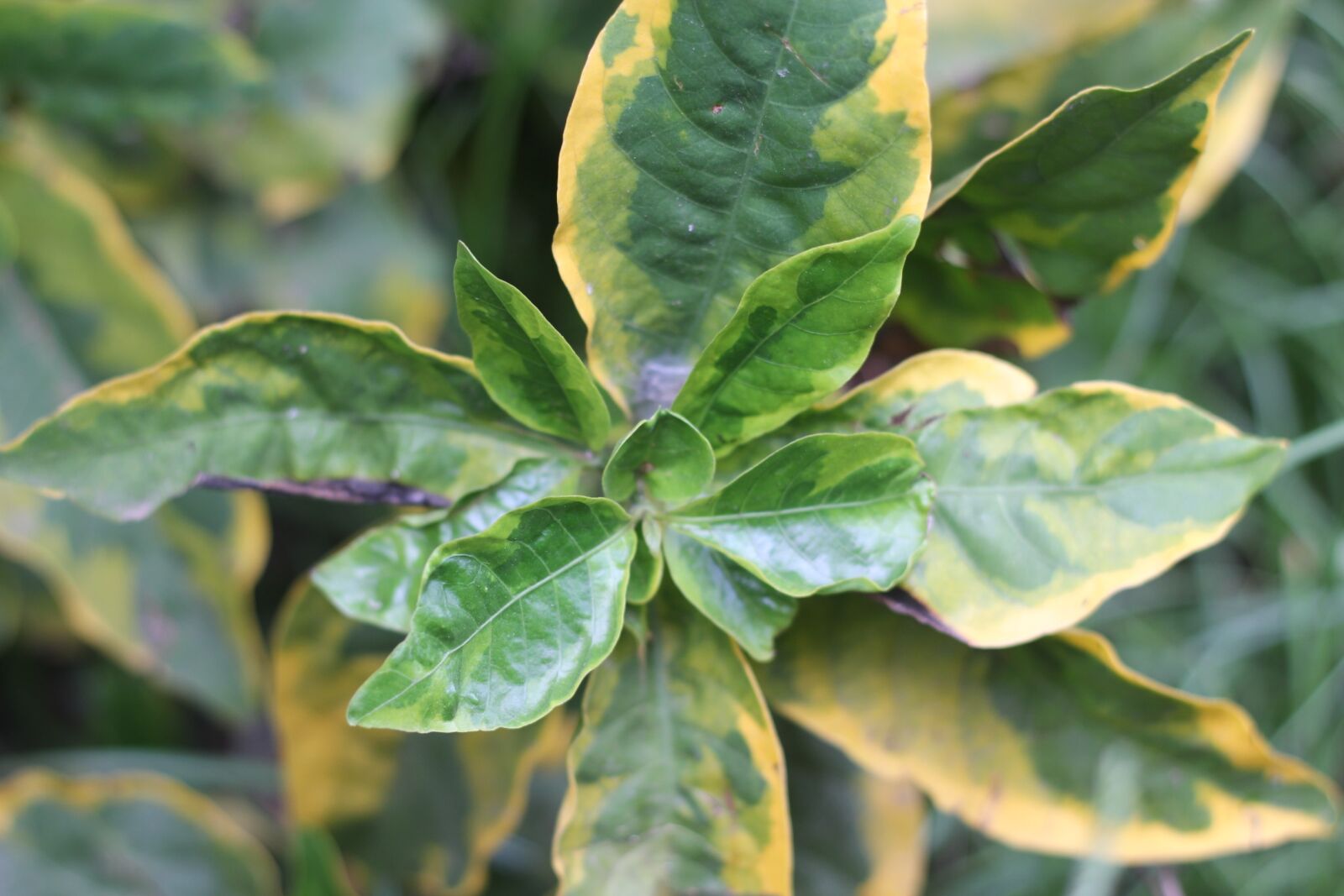 Canon EOS 60D + Canon EF 50mm F1.8 II sample photo. Leaf, flora, nature photography