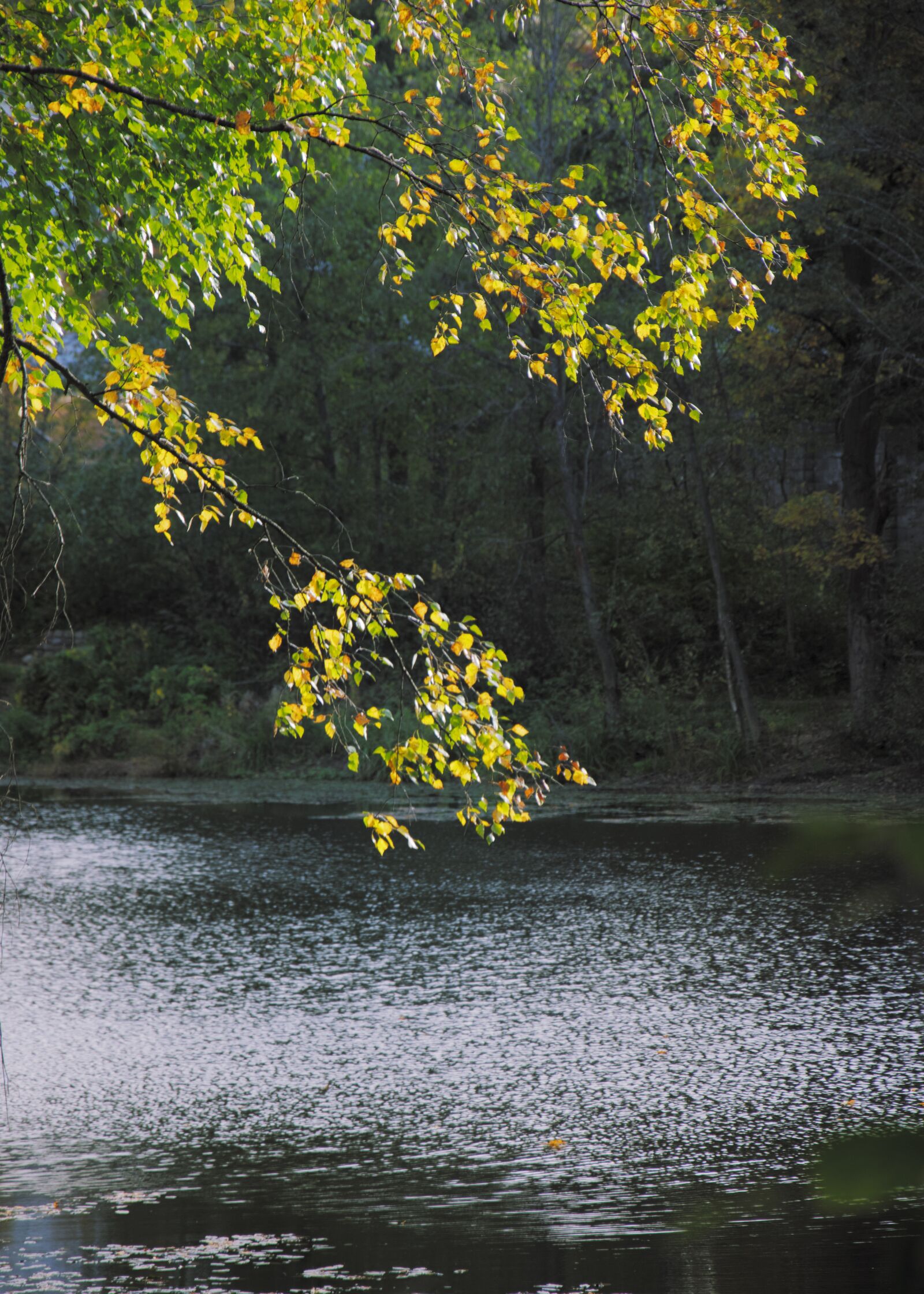 Nikon D3300 sample photo. Autumn, nature, tree photography