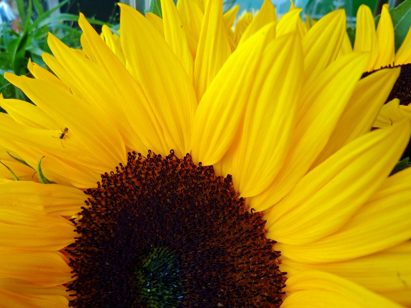 Panasonic DMC-TZ7 sample photo. Sunflower, summer, yellow photography