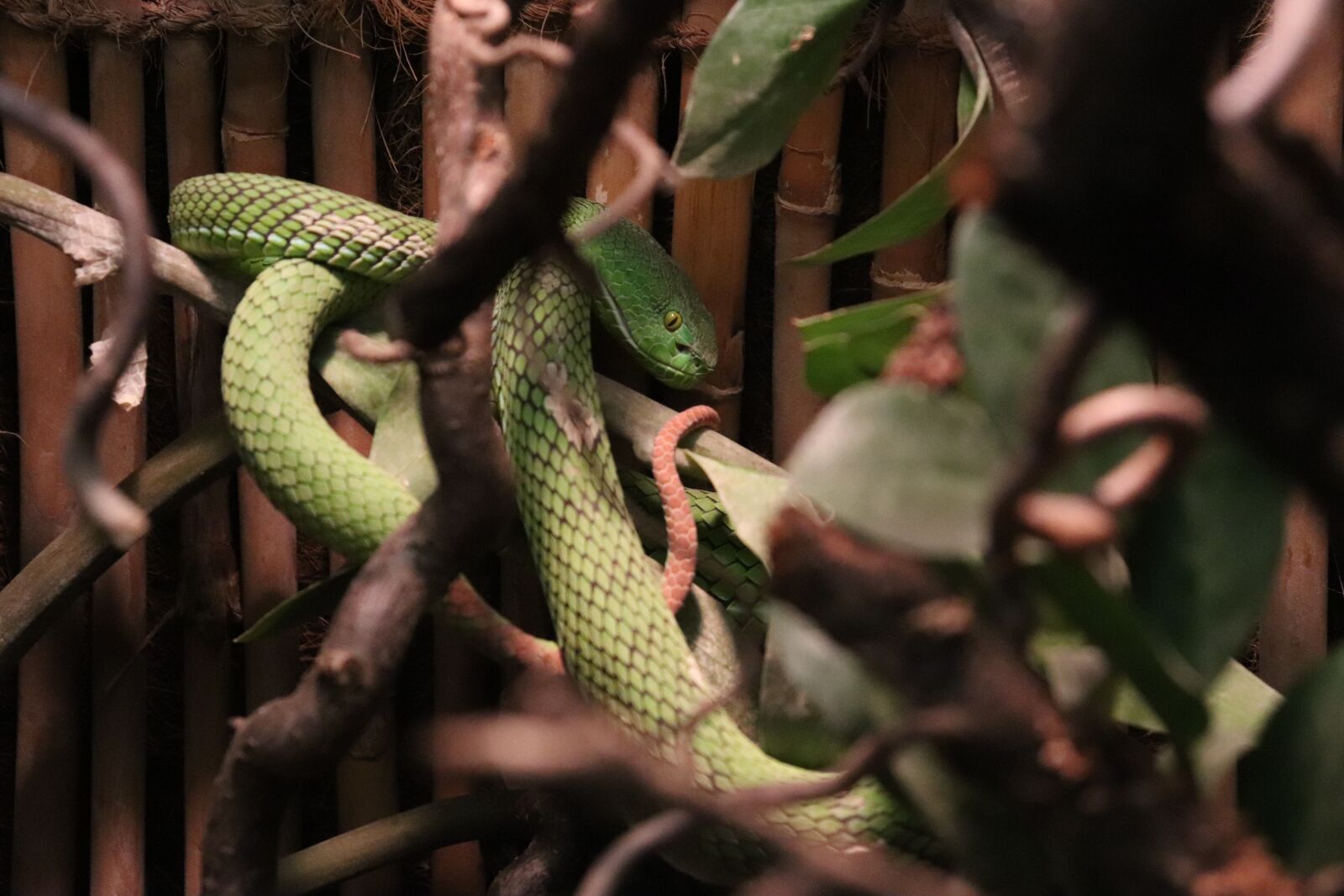 Canon EOS 77D (EOS 9000D / EOS 770D) sample photo. Green, zoo, snake photography