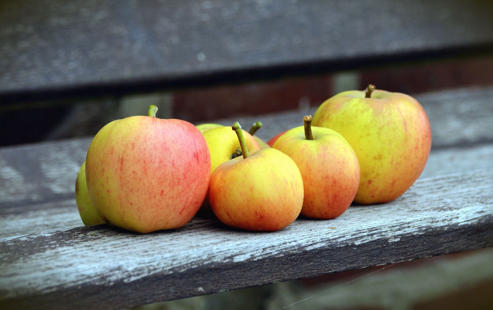 Nikon D5200 sample photo. Tree, apple, bench, fruit photography