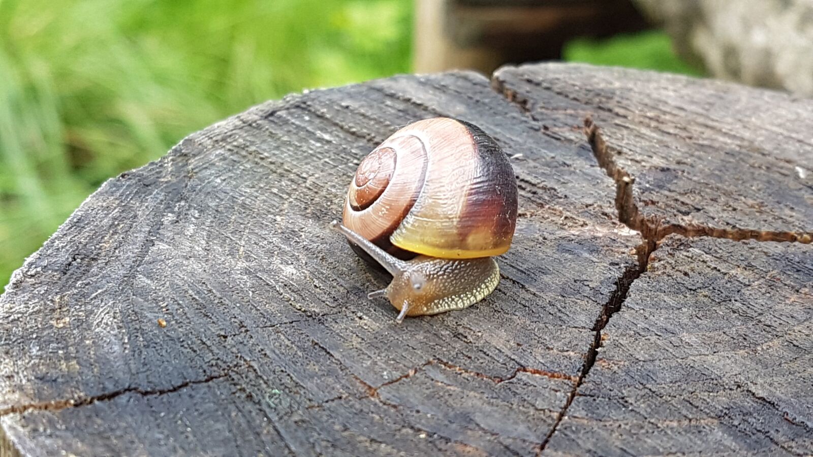 Samsung Galaxy S7 sample photo. Snail, animal, nature photography