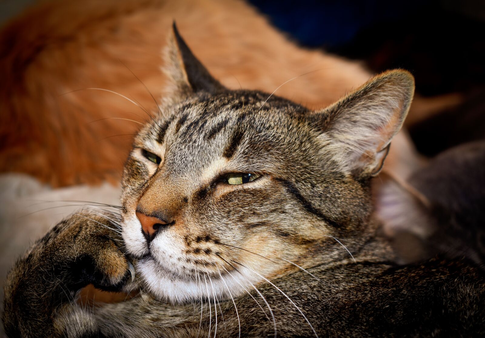Nikon D3400 sample photo. Cat, pet, feline photography