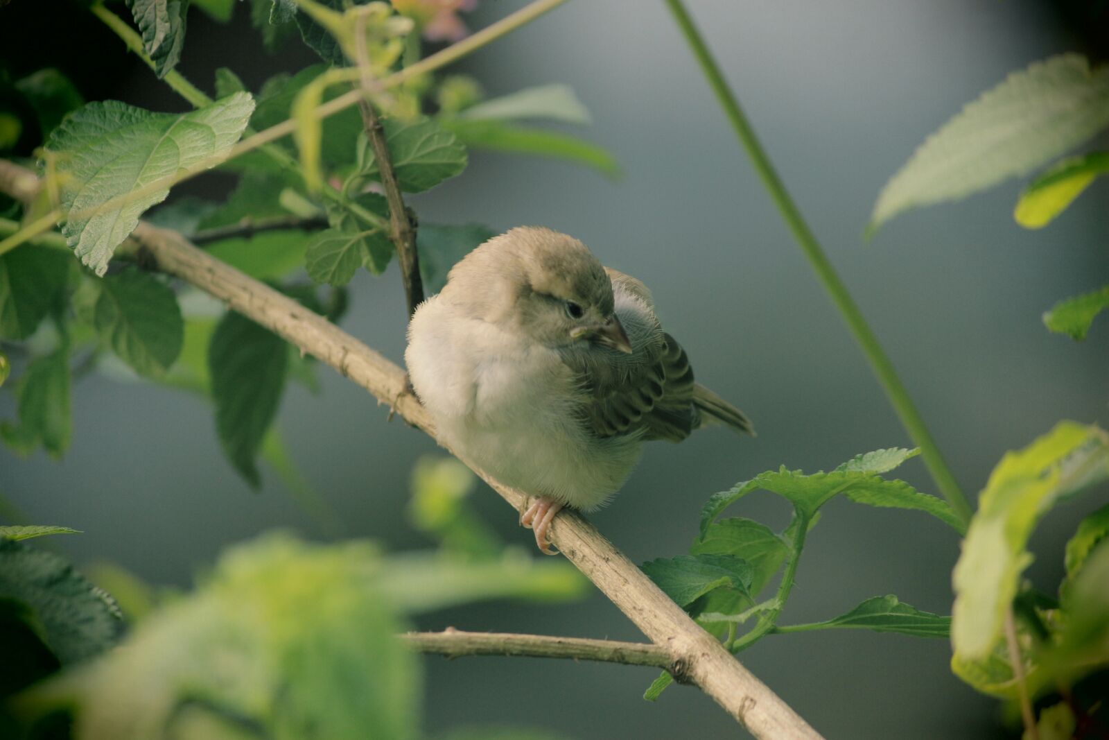 Canon EOS 700D (EOS Rebel T5i / EOS Kiss X7i) sample photo. Bird, nature, tree photography