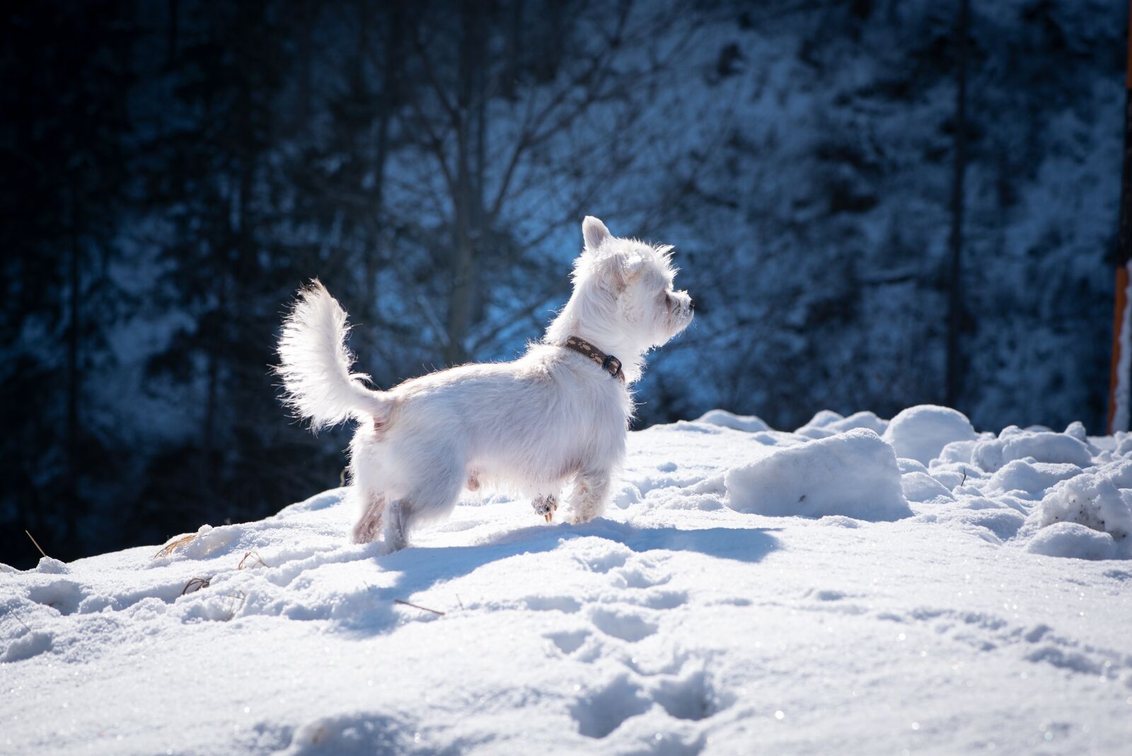 Nikon D750 sample photo. Dog, white, snow photography