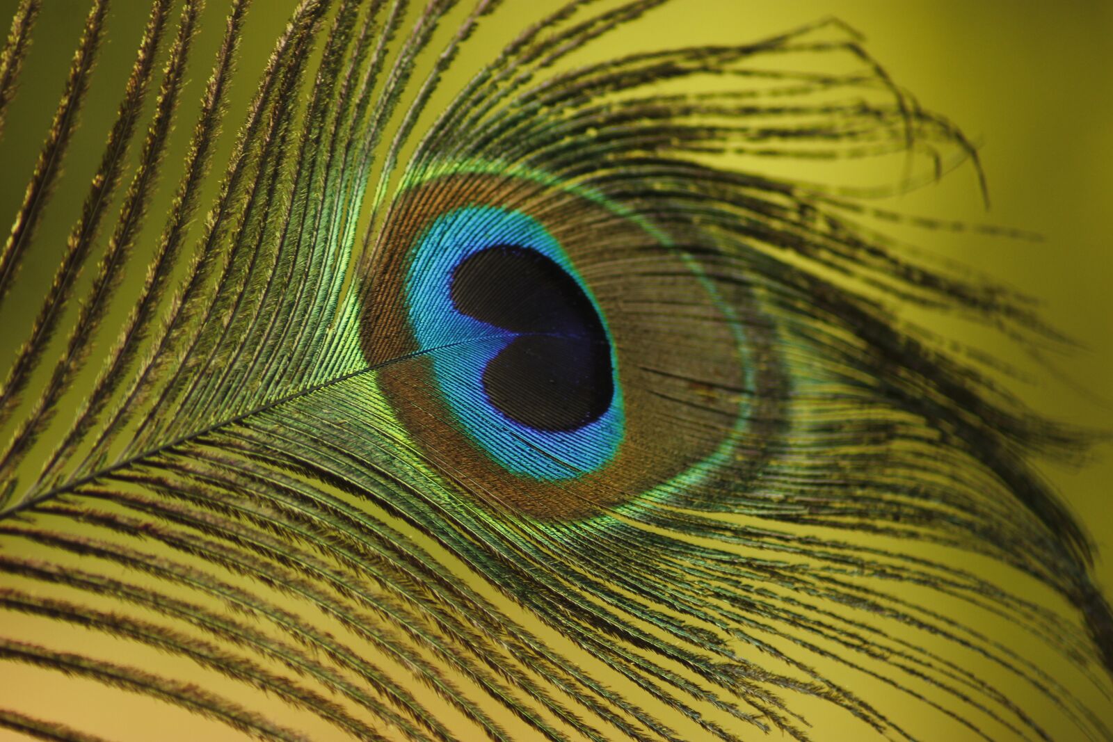 Canon EOS 600D (Rebel EOS T3i / EOS Kiss X5) sample photo. Peacock, bird, colorful photography