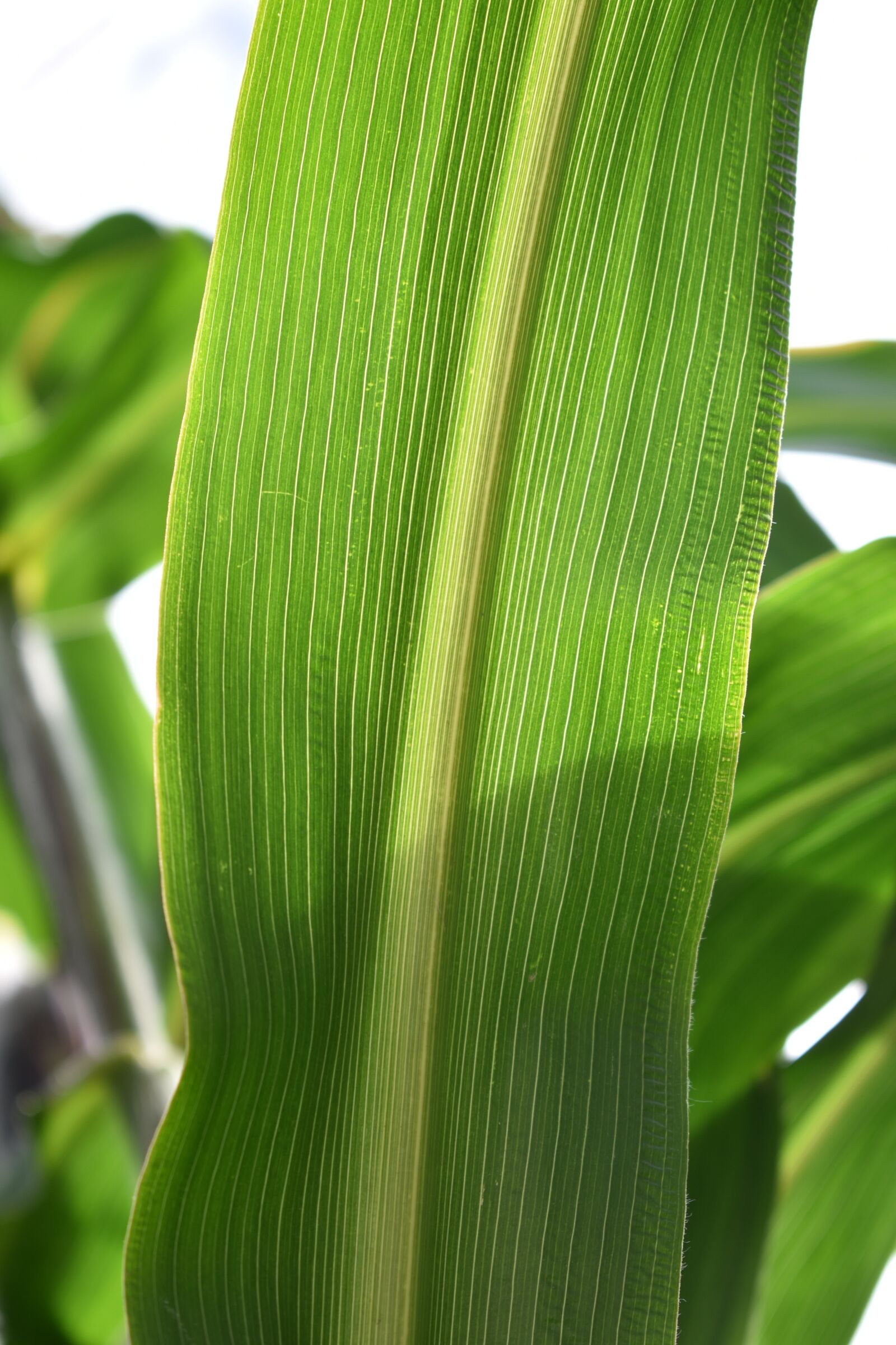 Nikon D3500 sample photo. Leaf, corn, green photography
