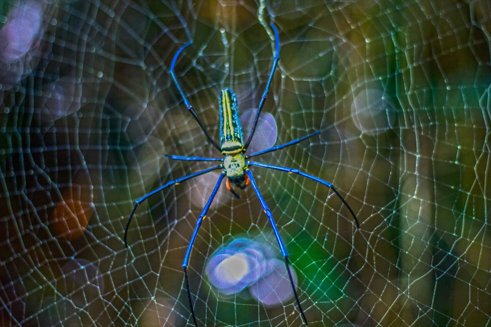 Canon EOS 60D + Canon EF 50mm F1.8 II sample photo. Spider, poisonous spider, colourful photography