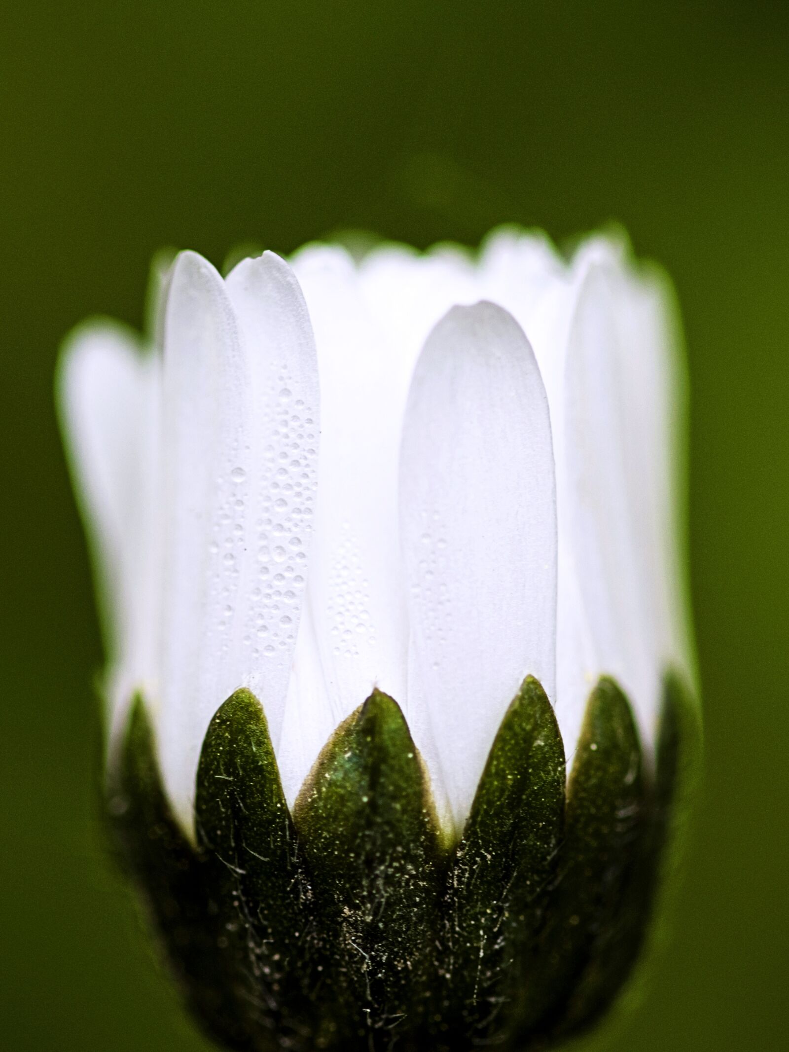 Nikon D7200 sample photo. Margaret, spring, nature photography