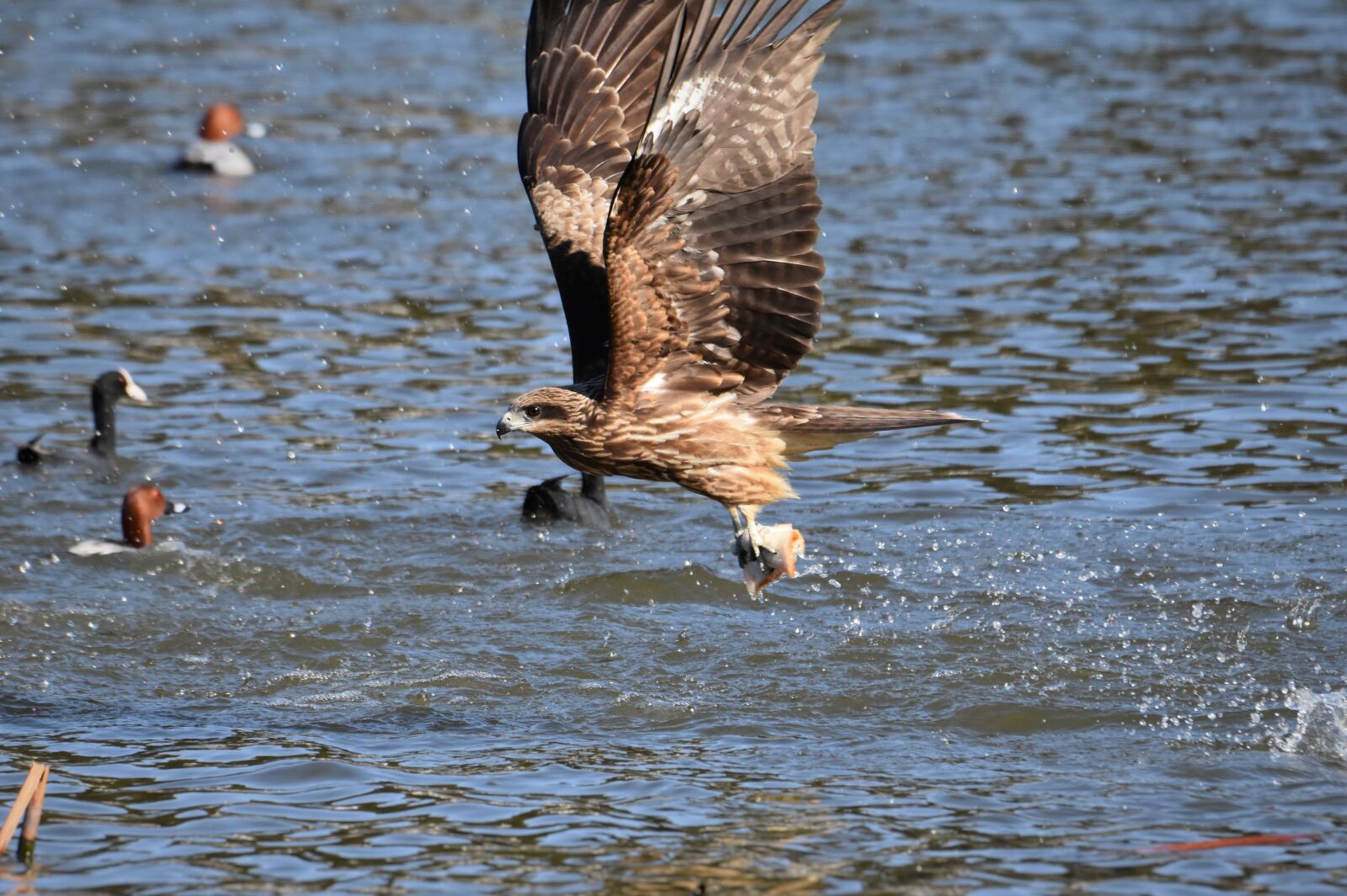 Nikon D7200 sample photo. Animal, lake, bird photography