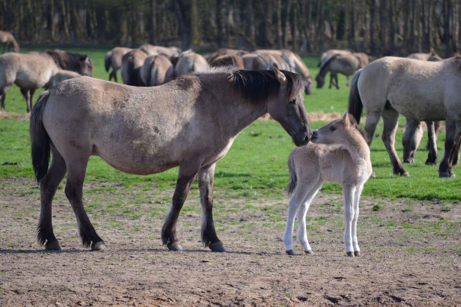 Nikon D5100 sample photo. Wild horses, mare and photography