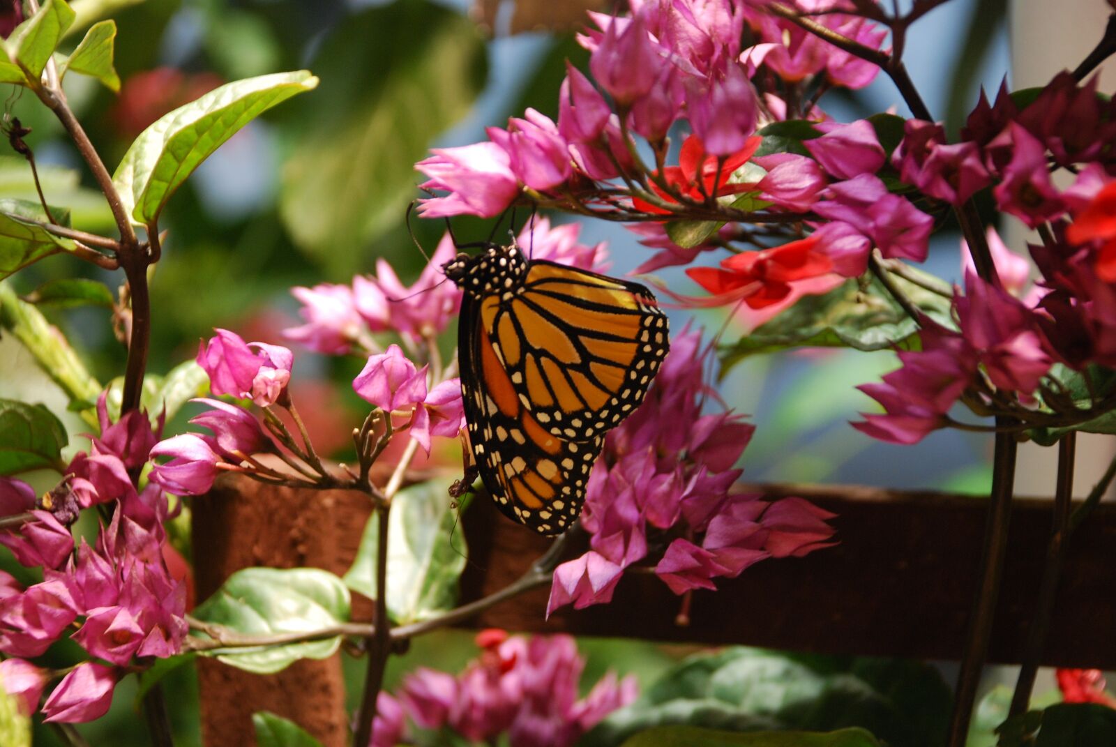 Nikon D80 sample photo. Butterfly, monarch, insect photography