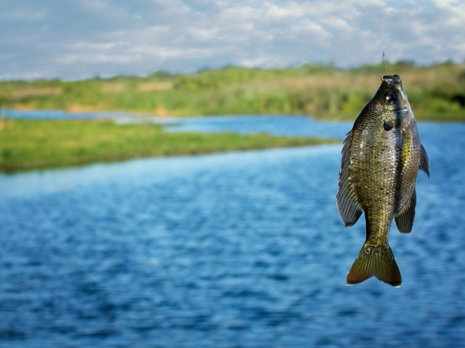 Nikon D7100 sample photo. Fishing, brim, fish photography