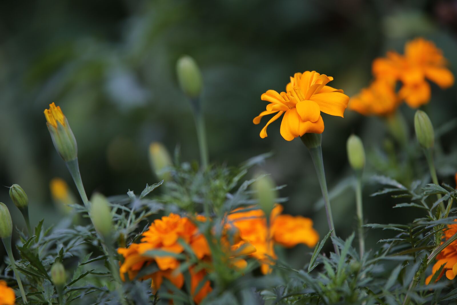 Tamron 70-210mm F4 Di VC USD sample photo. Orange tagettes, flowers, blooming photography