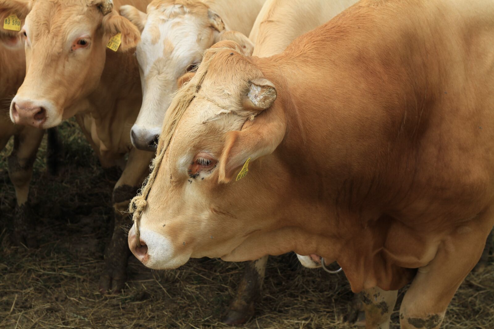 Canon EOS 7D sample photo. Bull, livestock, beef photography