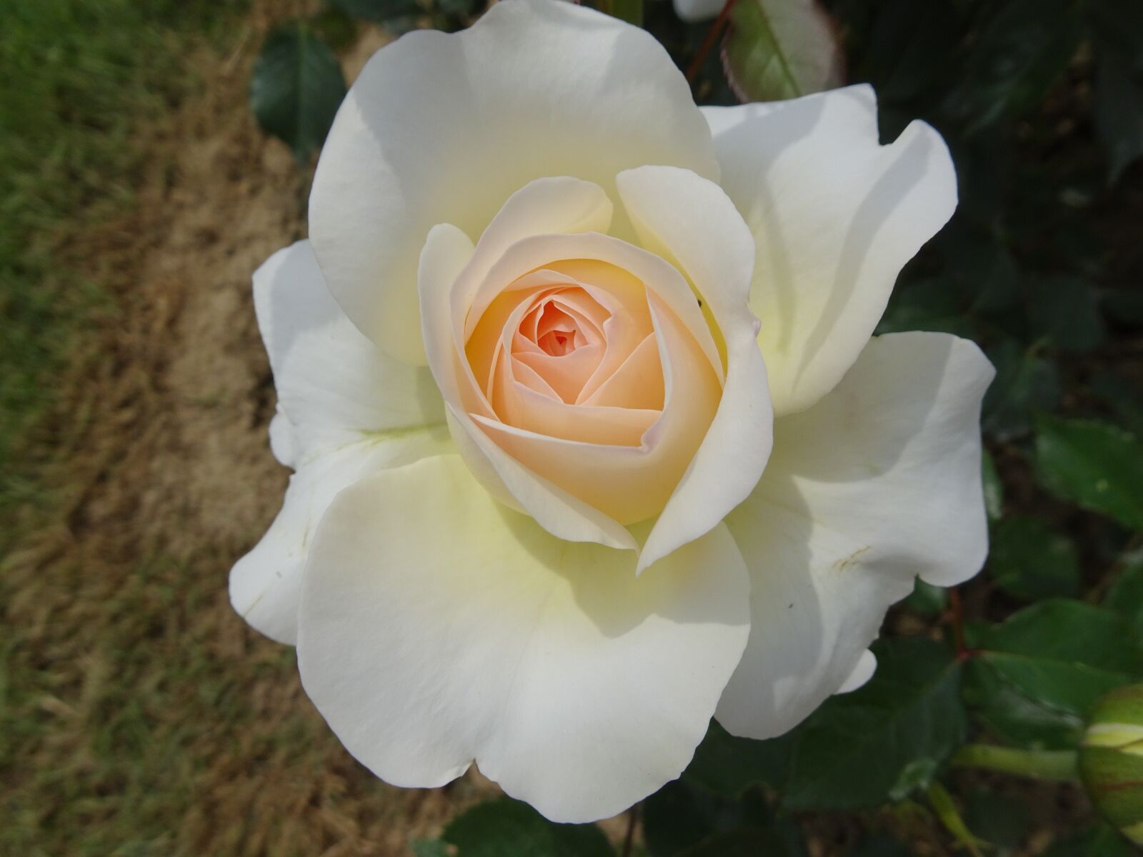 Sony Cyber-shot DSC-HX90V sample photo. Pink, rosebush, white color photography
