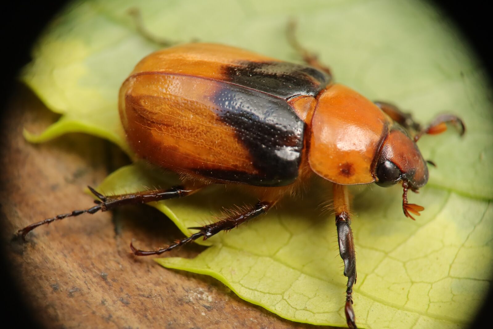 Canon EF-M 15-45mm F3.5-6.3 IS STM sample photo. Insect, beetle, nature photography