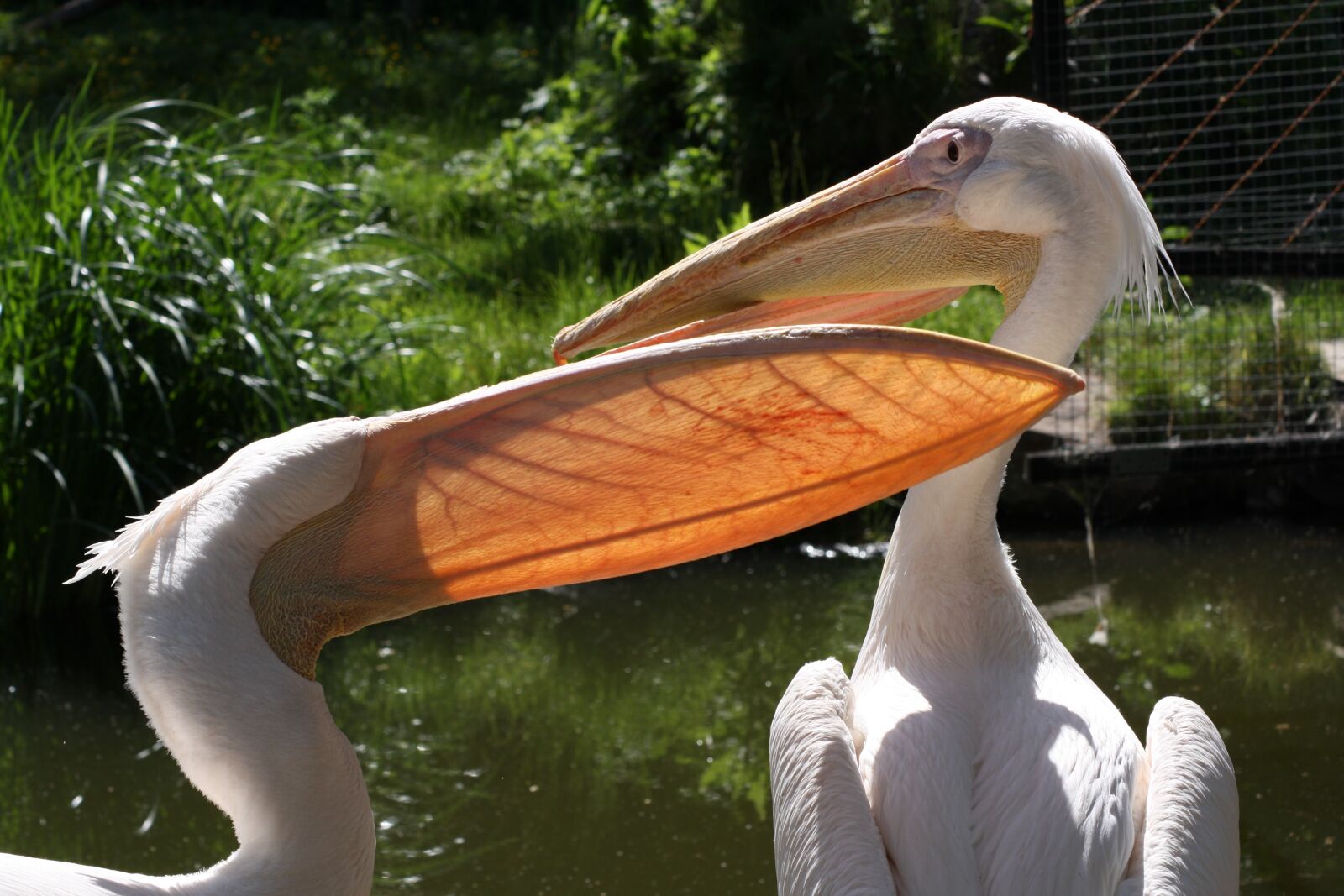 Canon EOS 1000D (EOS Digital Rebel XS / EOS Kiss F) sample photo. Pelicans, zoo, animal photography