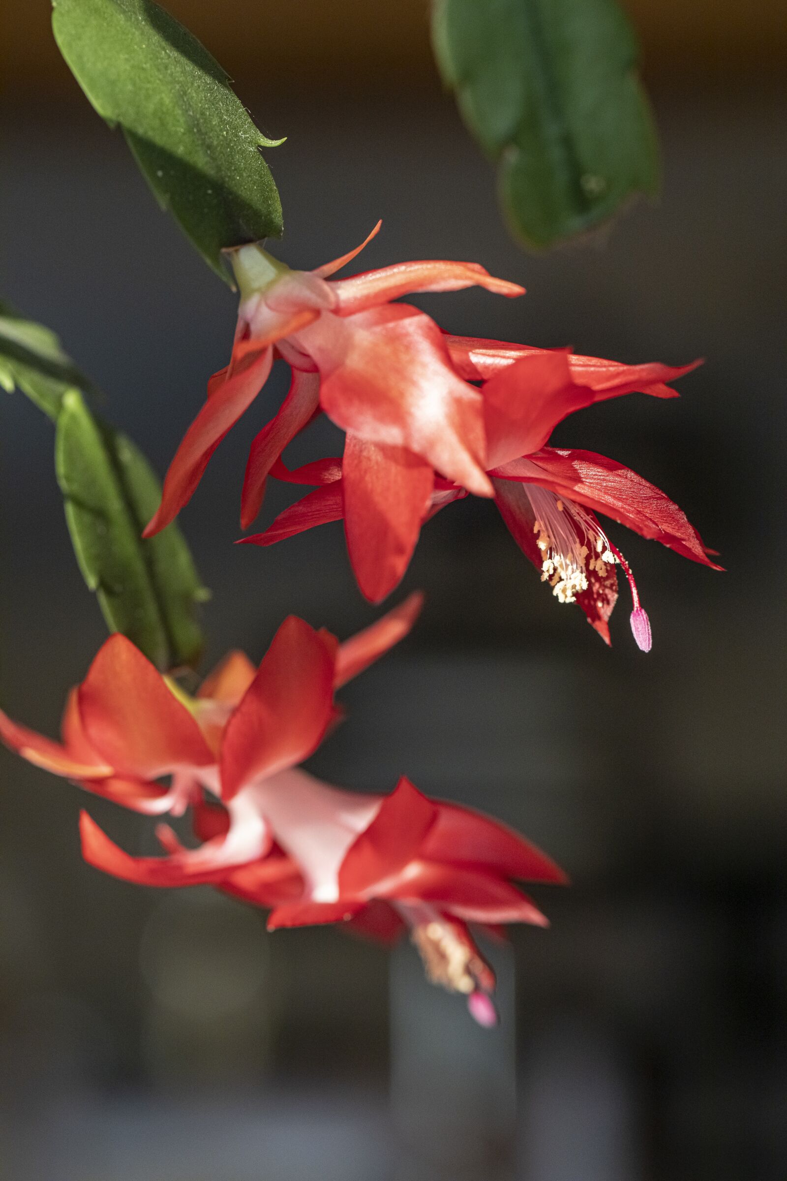 Canon EOS R sample photo. Flower, cactus, plants photography